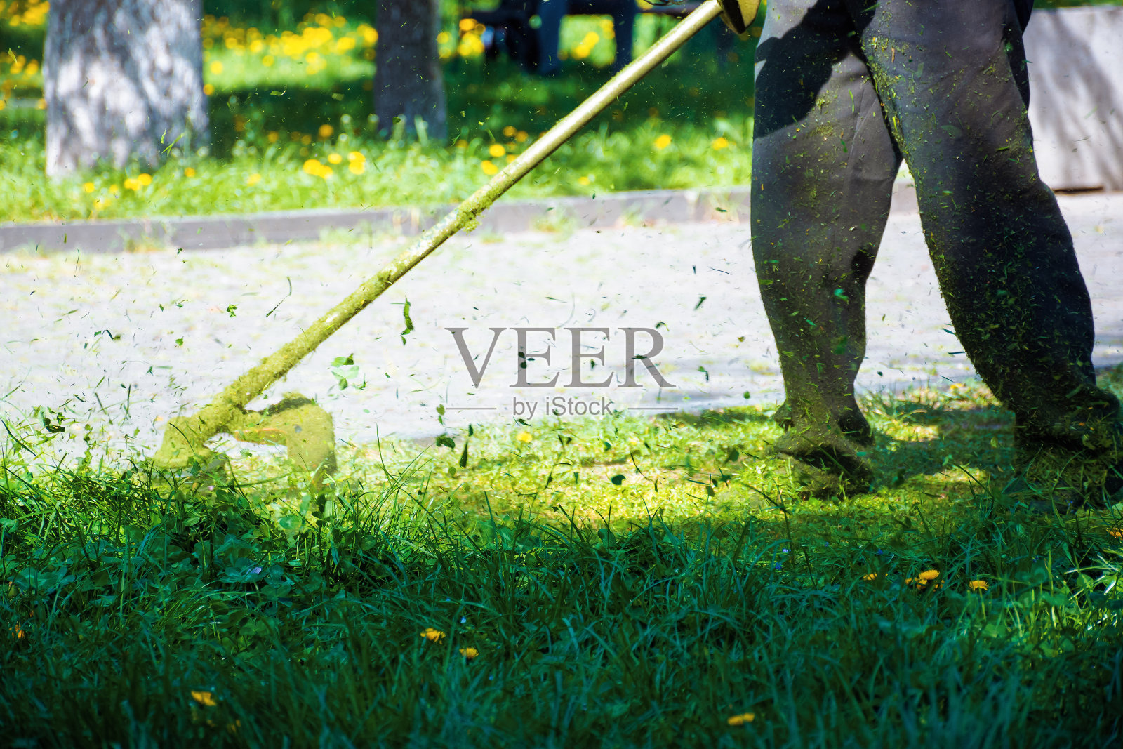 修剪着公园里茂盛的绿草照片摄影图片