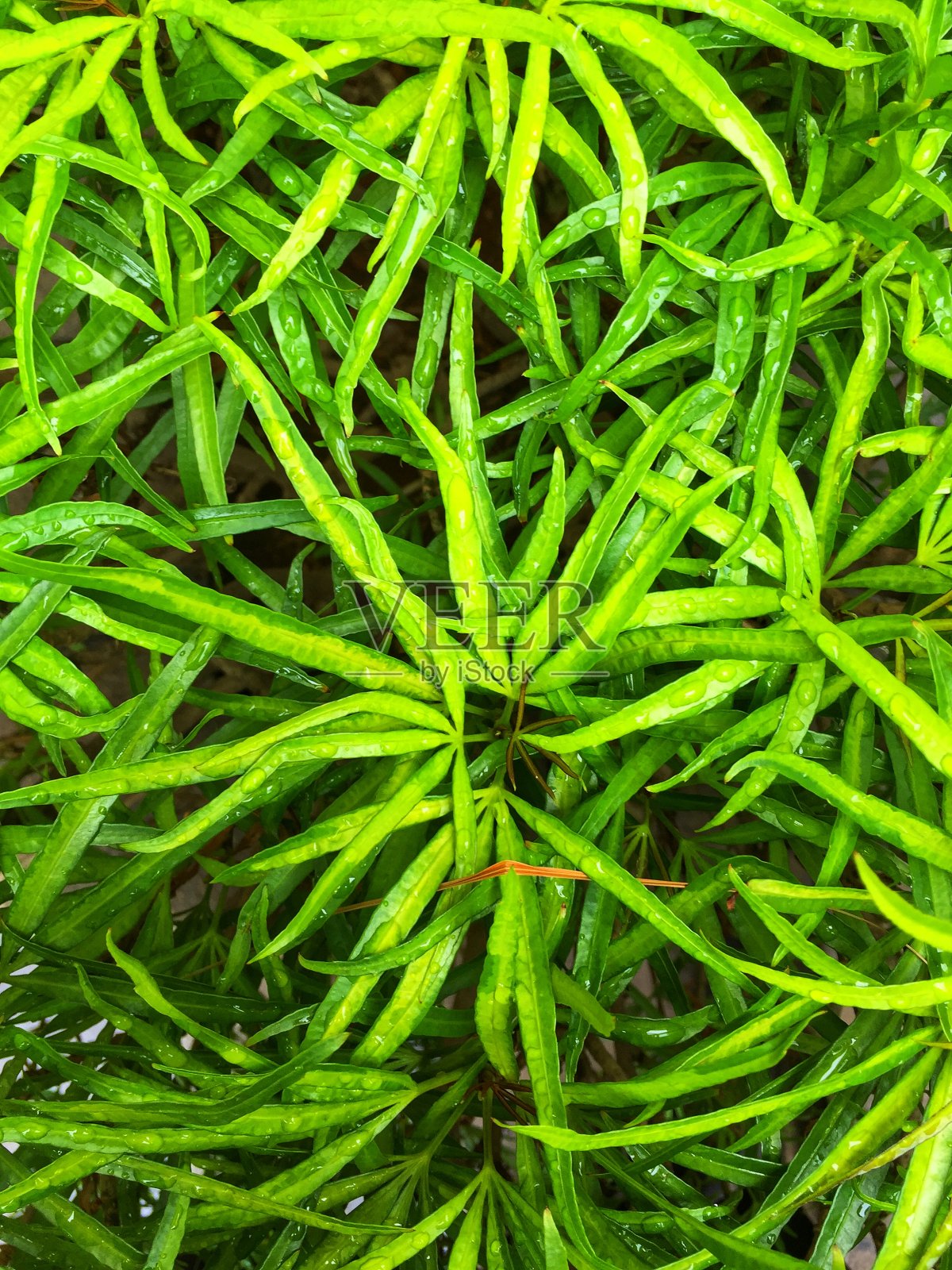 新鲜照片摄影图片