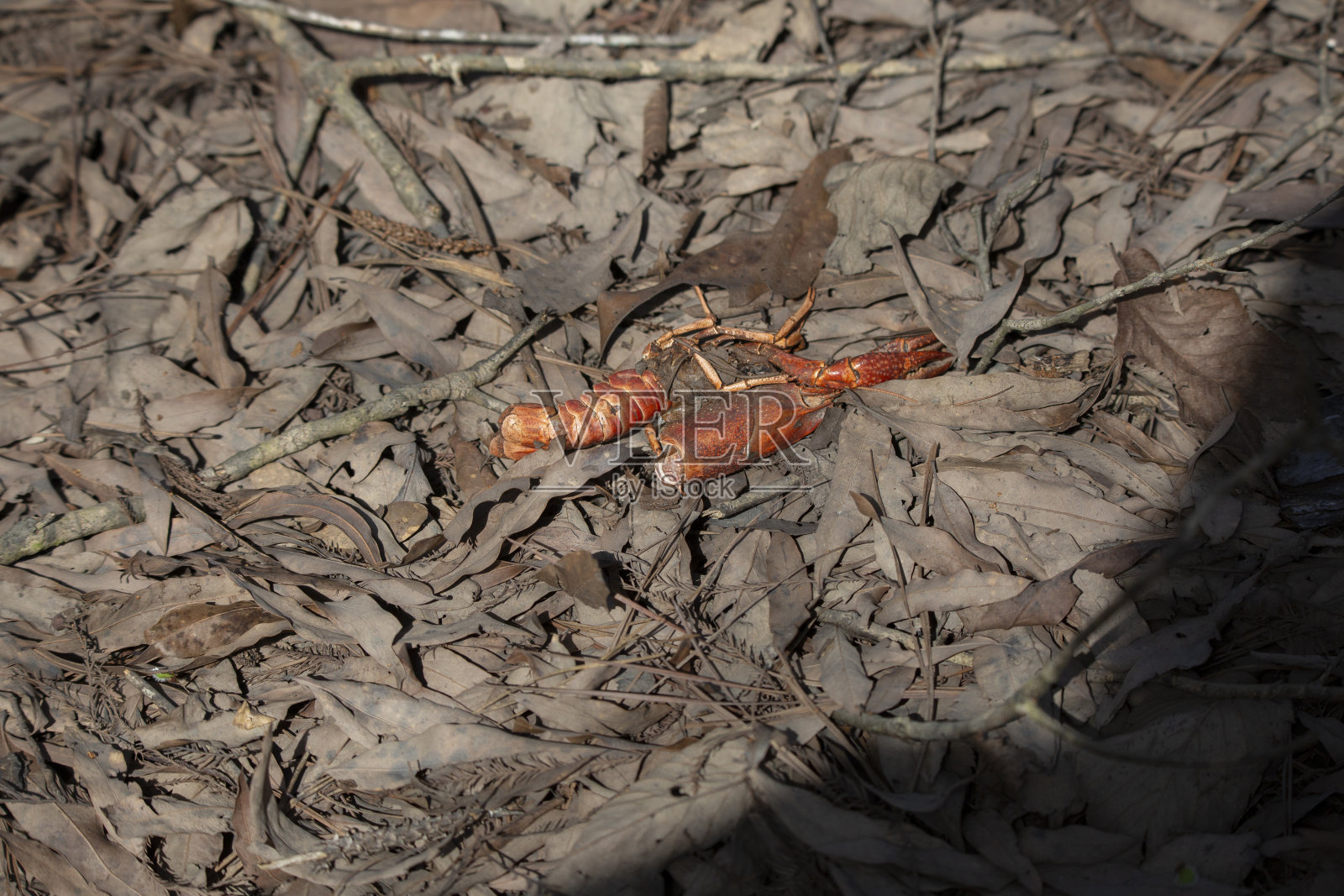小龙虾壳照片摄影图片