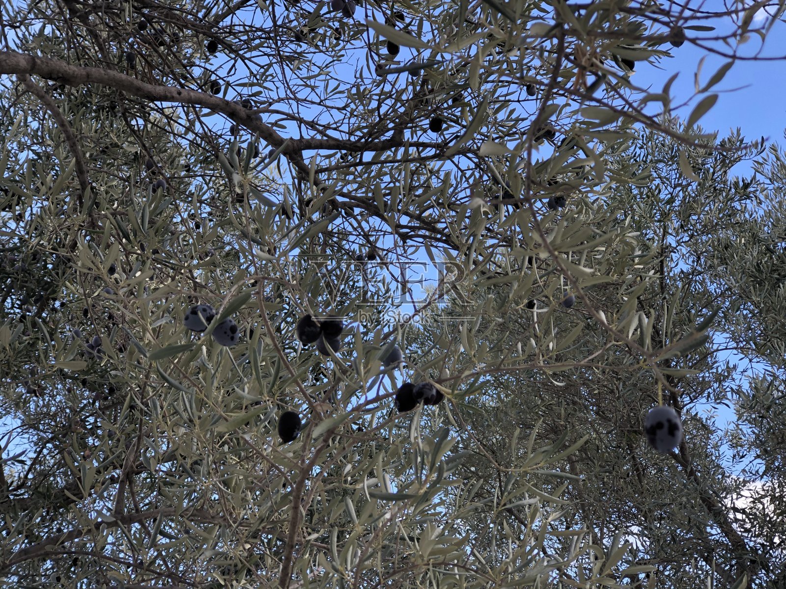 橄榄树照片摄影图片