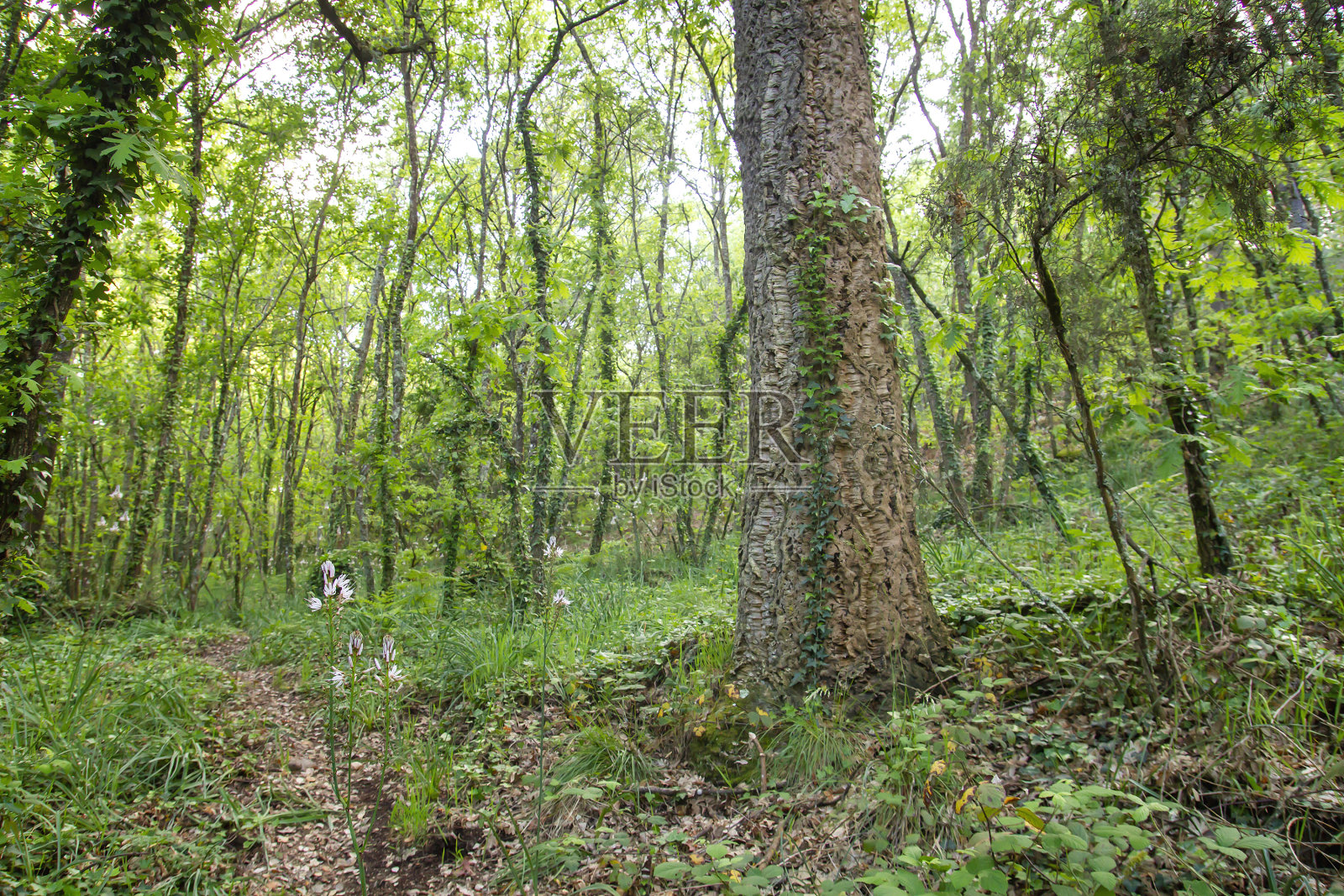 绿色森林landscpae照片摄影图片