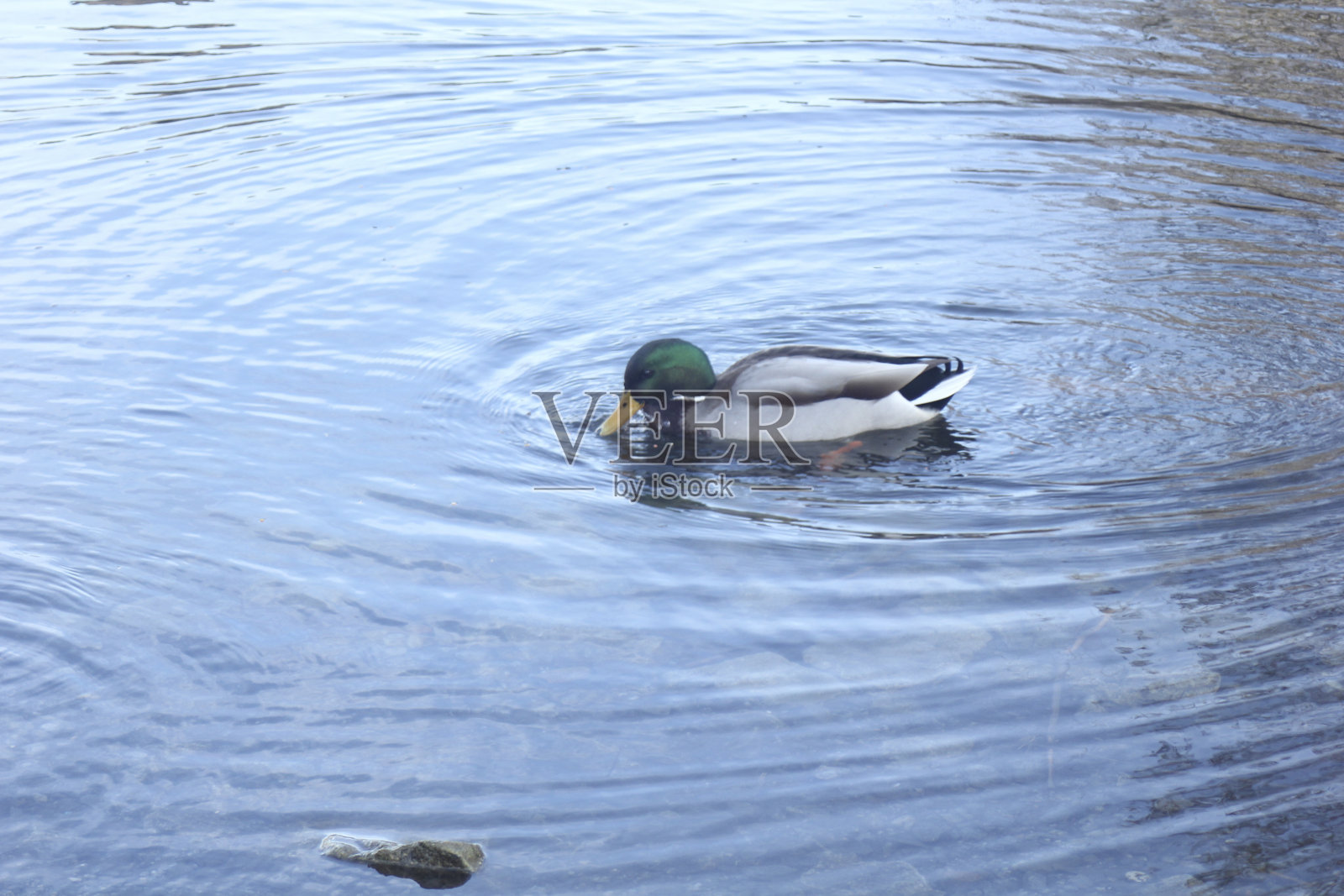 湖上的野鸭照片摄影图片