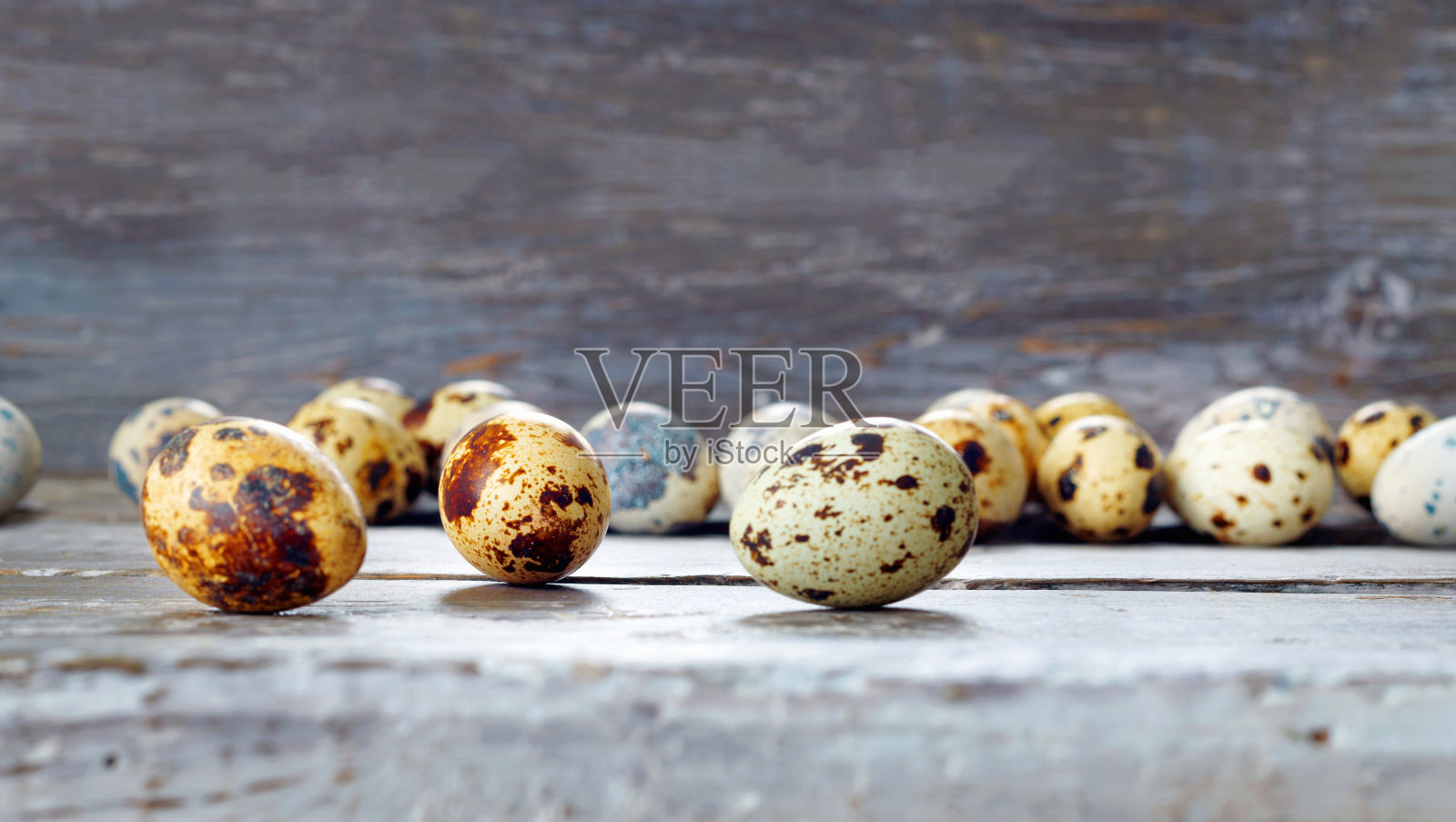 新鲜的鹌鹑蛋在乡下的谷仓等待复活节照片摄影图片