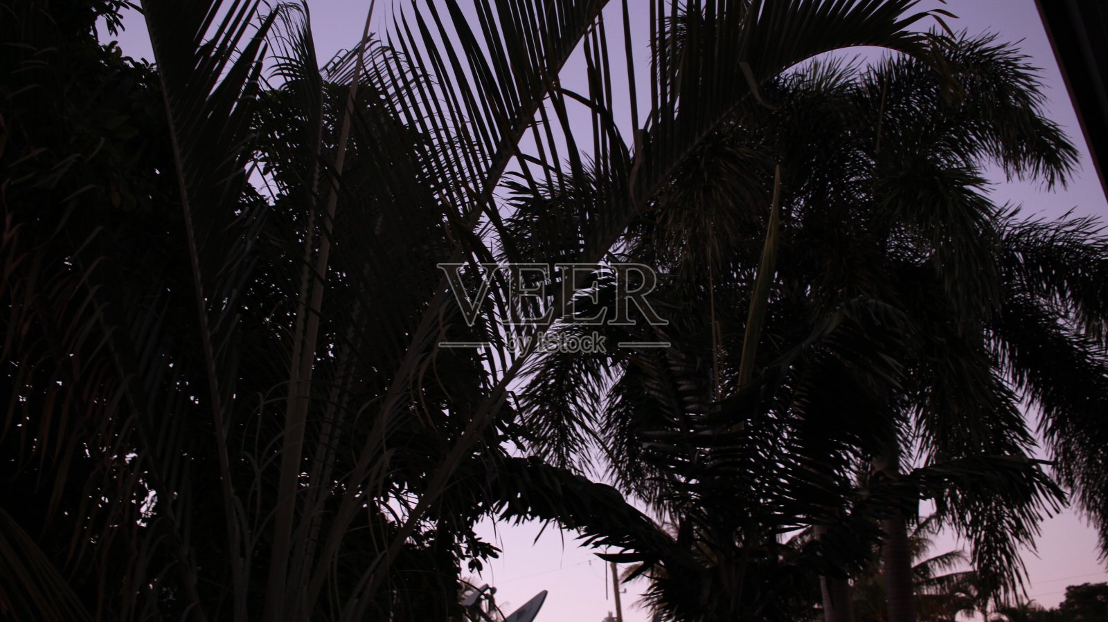 棕榈树后的夕阳照片摄影图片