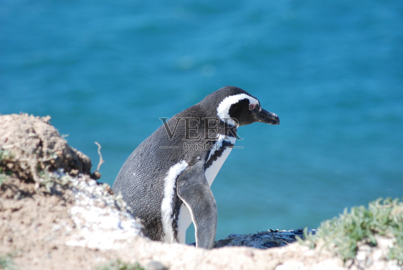 一只以大海为背景的麦哲伦企鹅。照片摄影图片