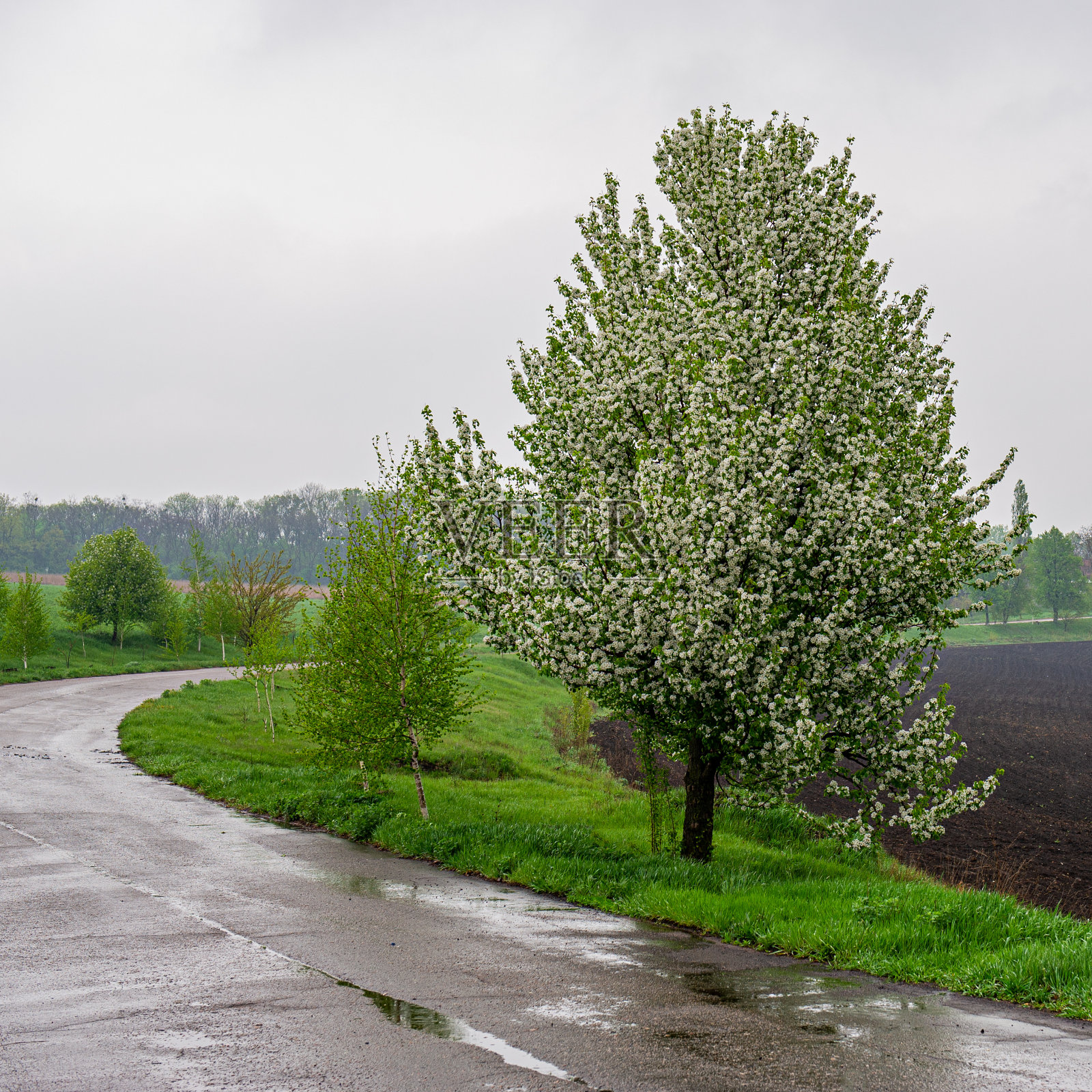 阴天里，潮湿的柏油路两旁的花树。照片摄影图片