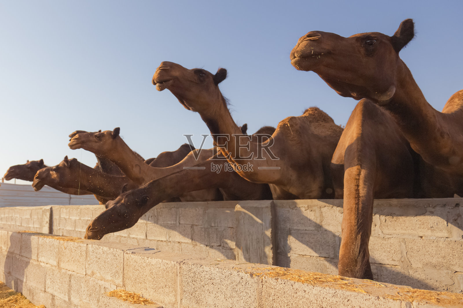 阿拉伯骆驼，阿联酋照片摄影图片