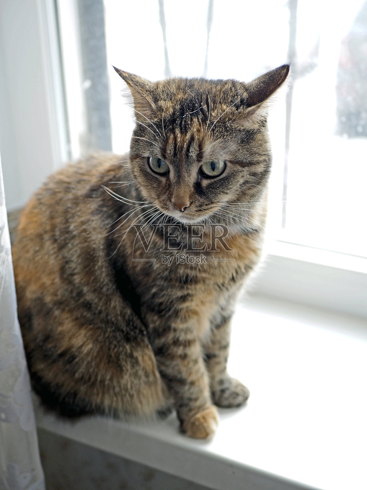 小灰猫坐在窗台上照片摄影图片