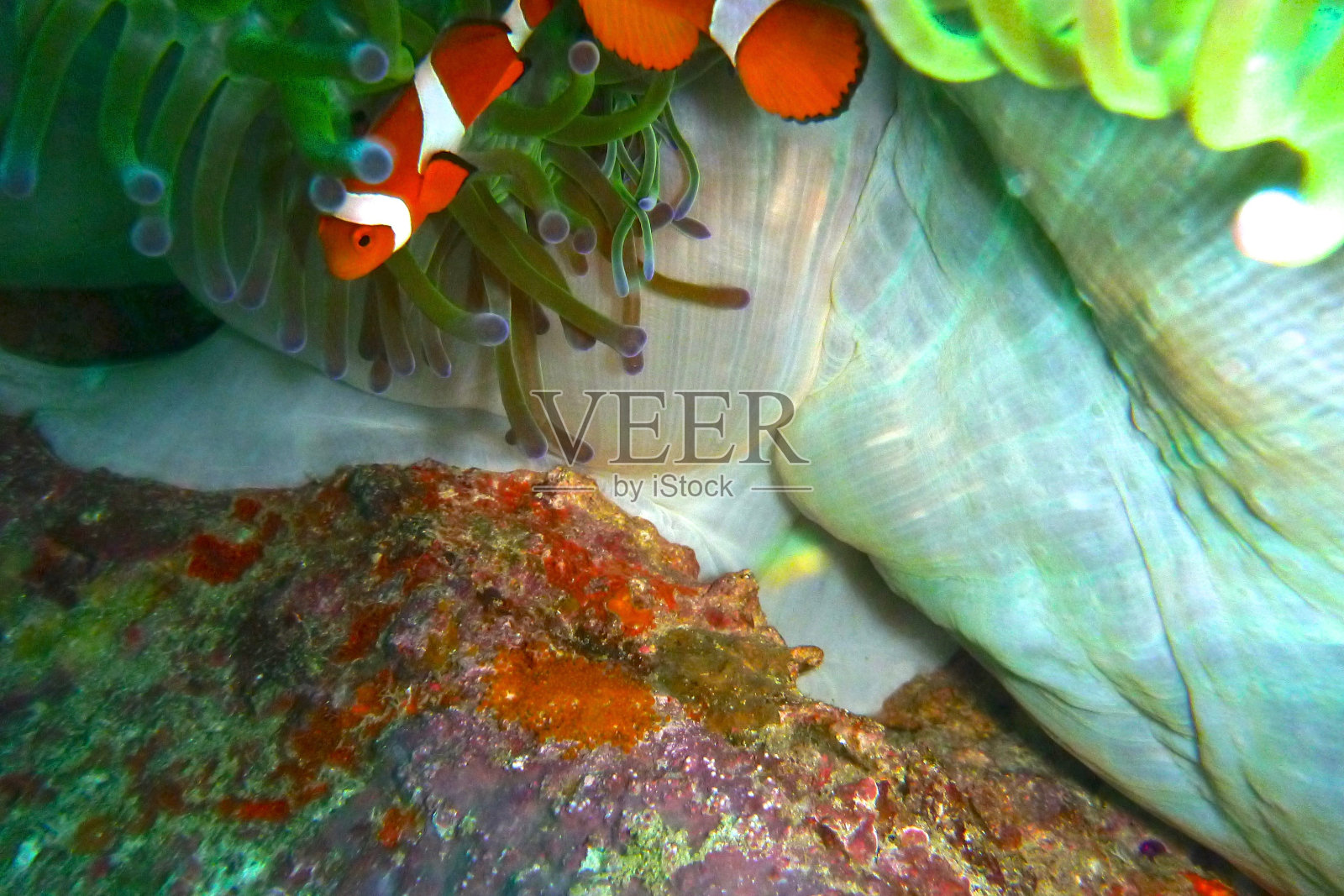 珊瑚和鱼在西巴丹马布尔水下照片摄影图片