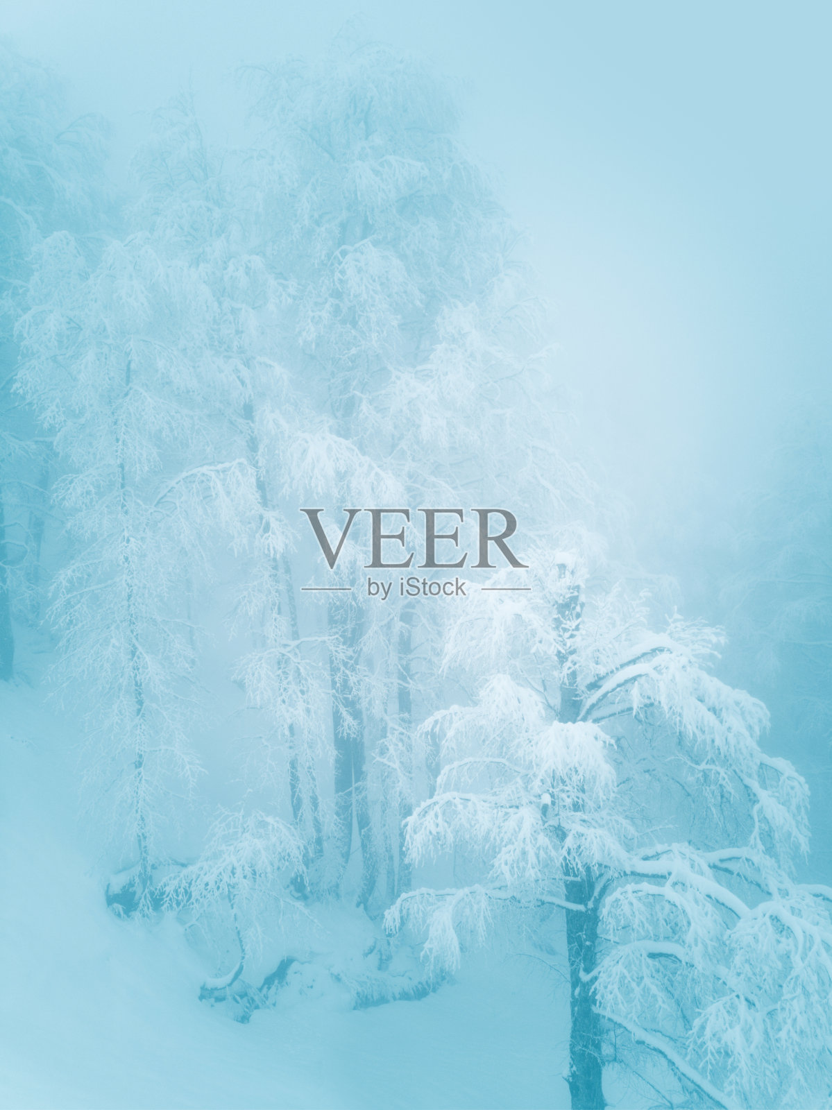 冬季山林中有霜冻照片摄影图片