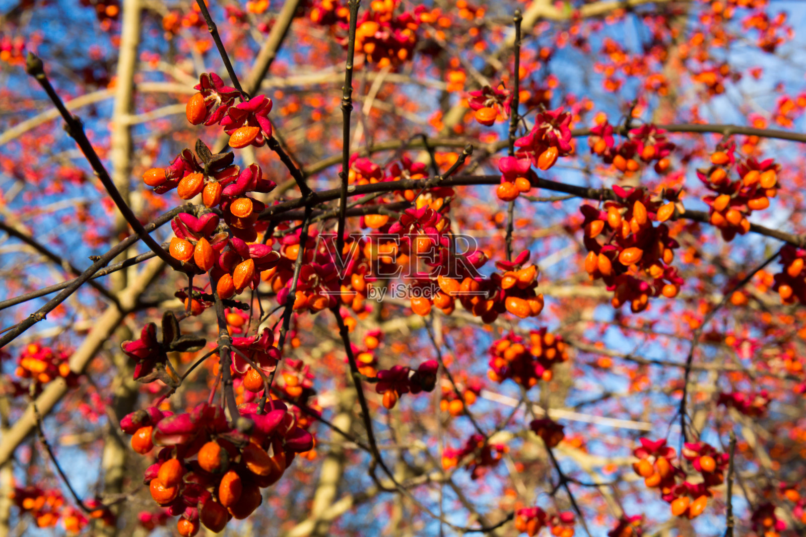 普法芬赫琴照片摄影图片