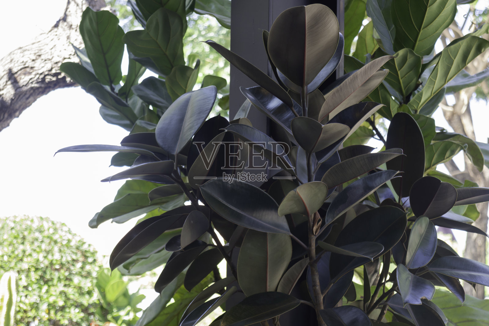 露天度假村餐厅与绿色植物照片摄影图片