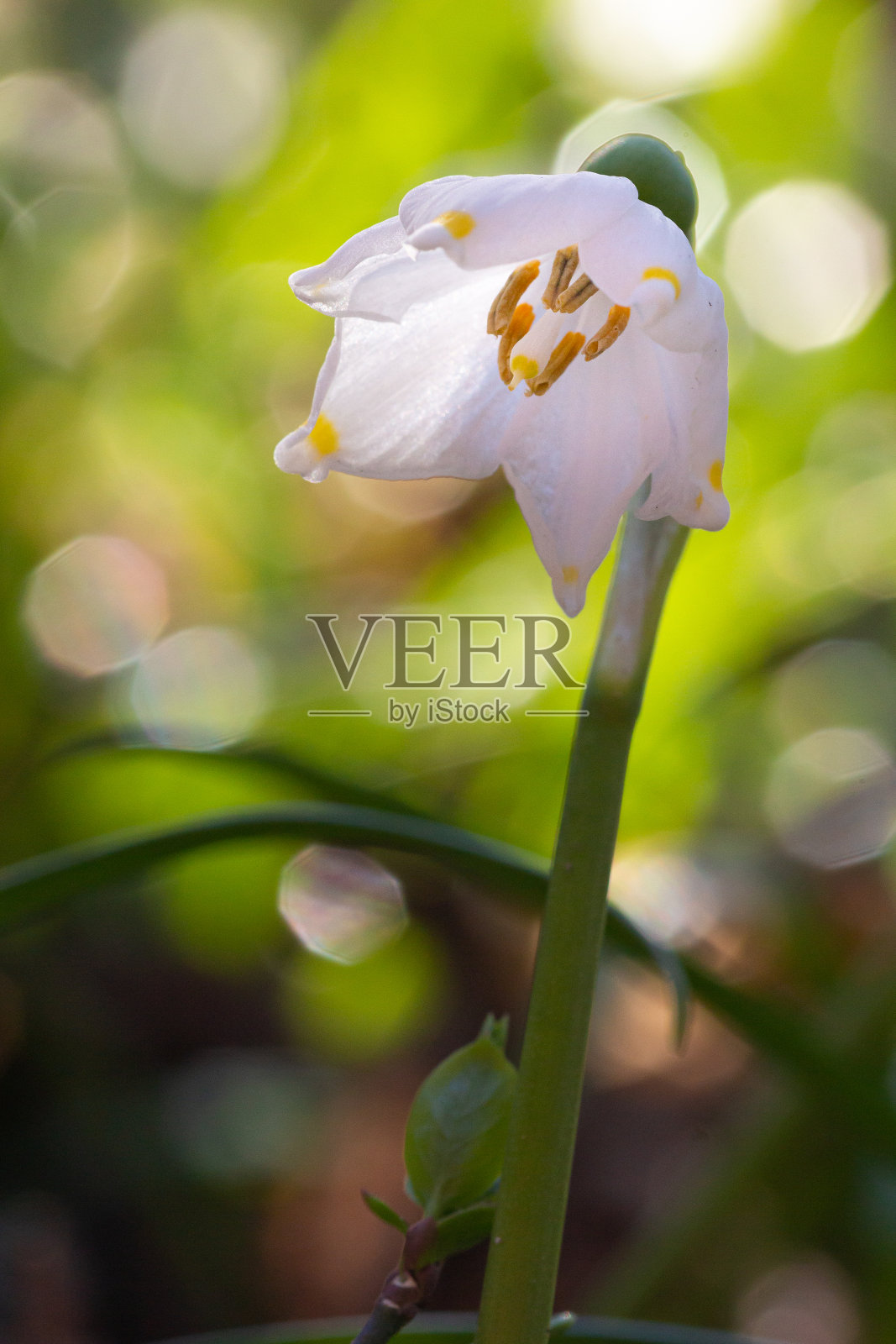 意大利南蒂罗尔Kaltern的高山山谷“Frühlingstal”在早春第一次绽放——春天的雪花(白桦)在模糊的散景背景下绽放照片摄影图片