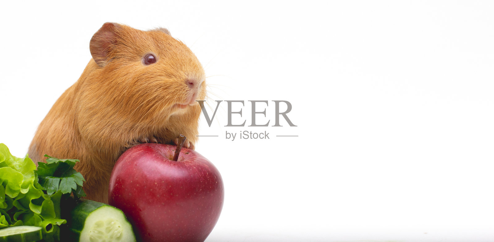 午餐时间。有趣的豚鼠肖像在白色背景横幅豚鼠与她的食物照片摄影图片