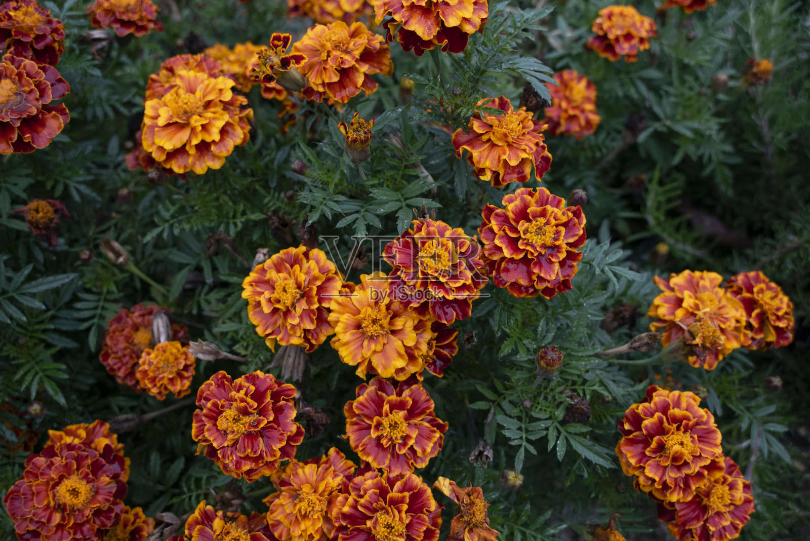 花园里开着黄色和石榴色的花照片摄影图片