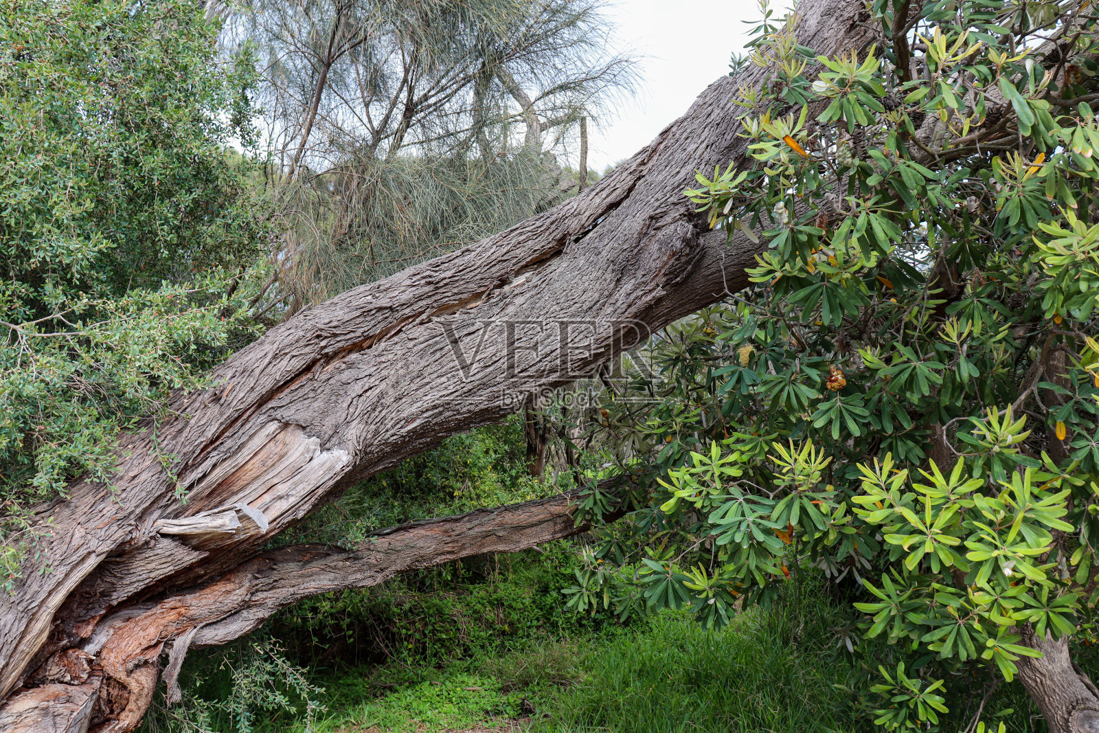 有茶树和河岸的海岸景观照片摄影图片
