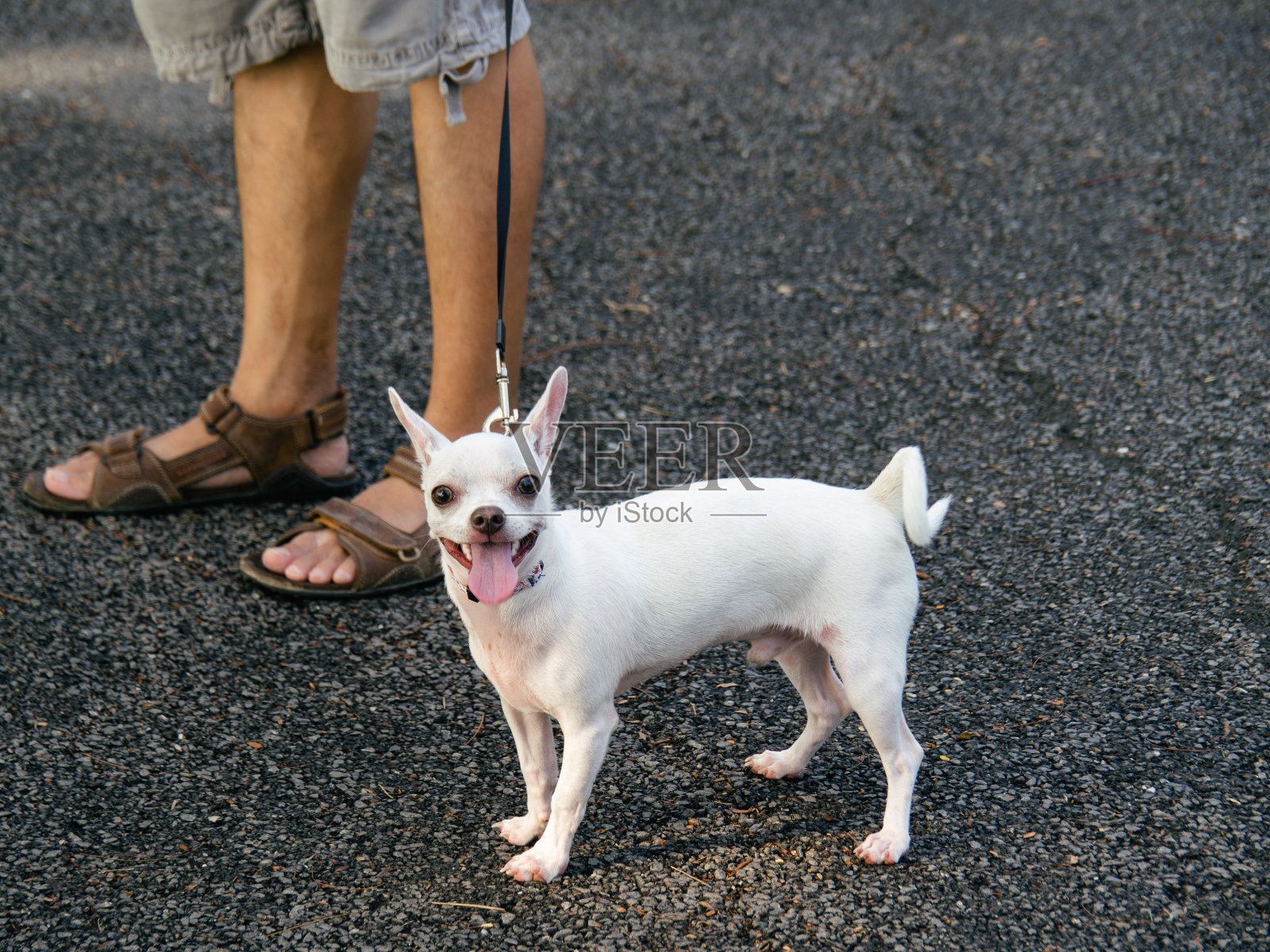 白色吉娃娃狗与主人，巴迪概念照片摄影图片