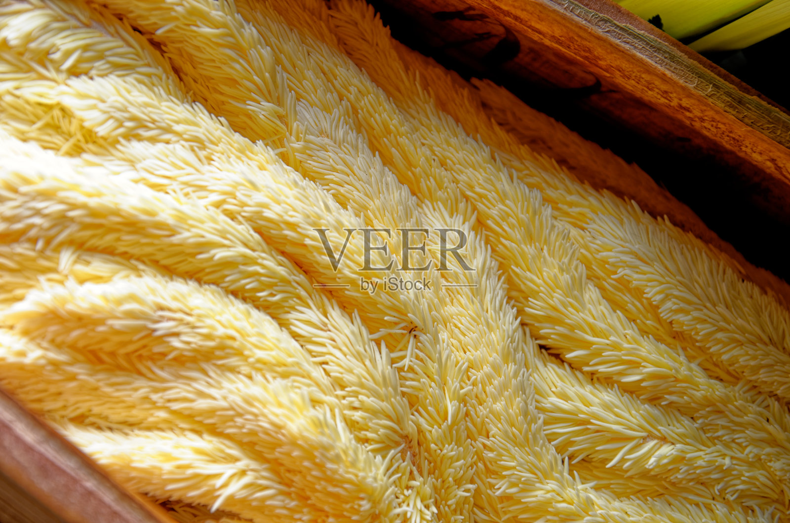 热带棕榈果实-特写照片摄影图片