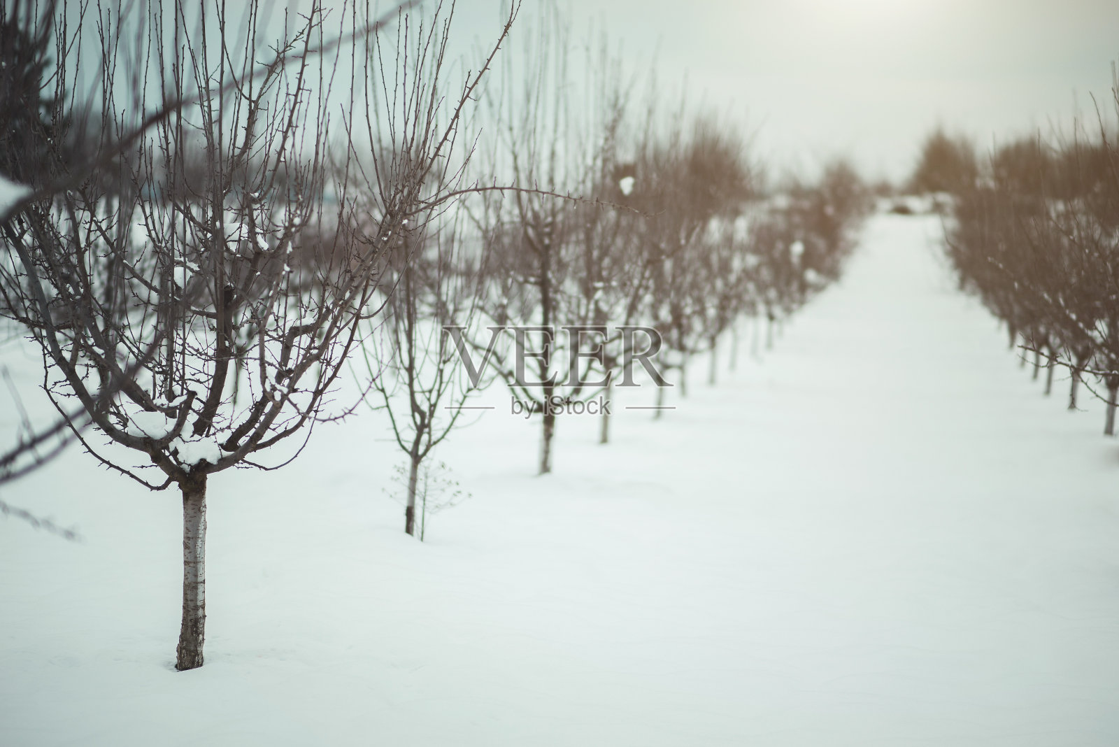 年轻的果树在冬天下雪照片摄影图片