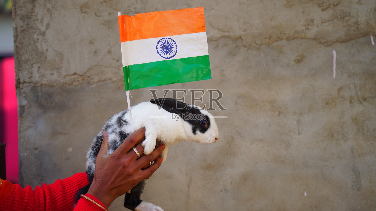 美丽的印度国旗和兔子。印度兔子抱着三色的特林加和国家感情的观点。照片摄影图片