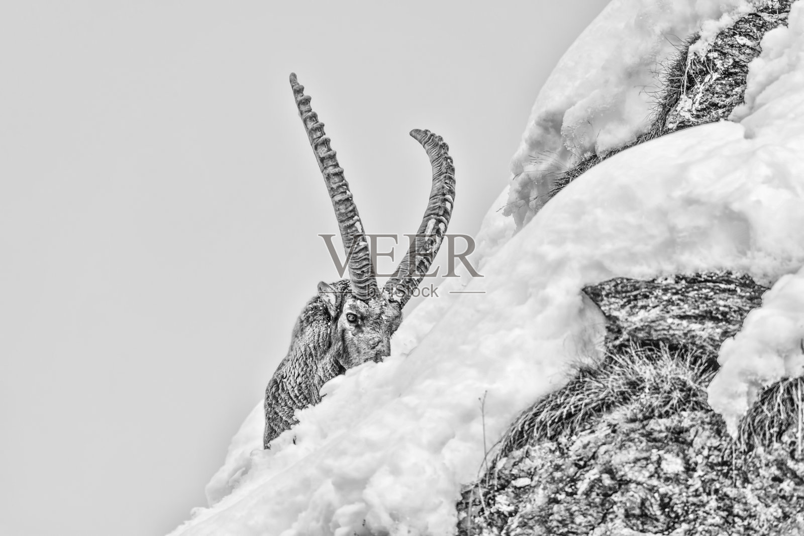 冬季雄性野山羊黑白肖像(卡普拉野山羊)照片摄影图片