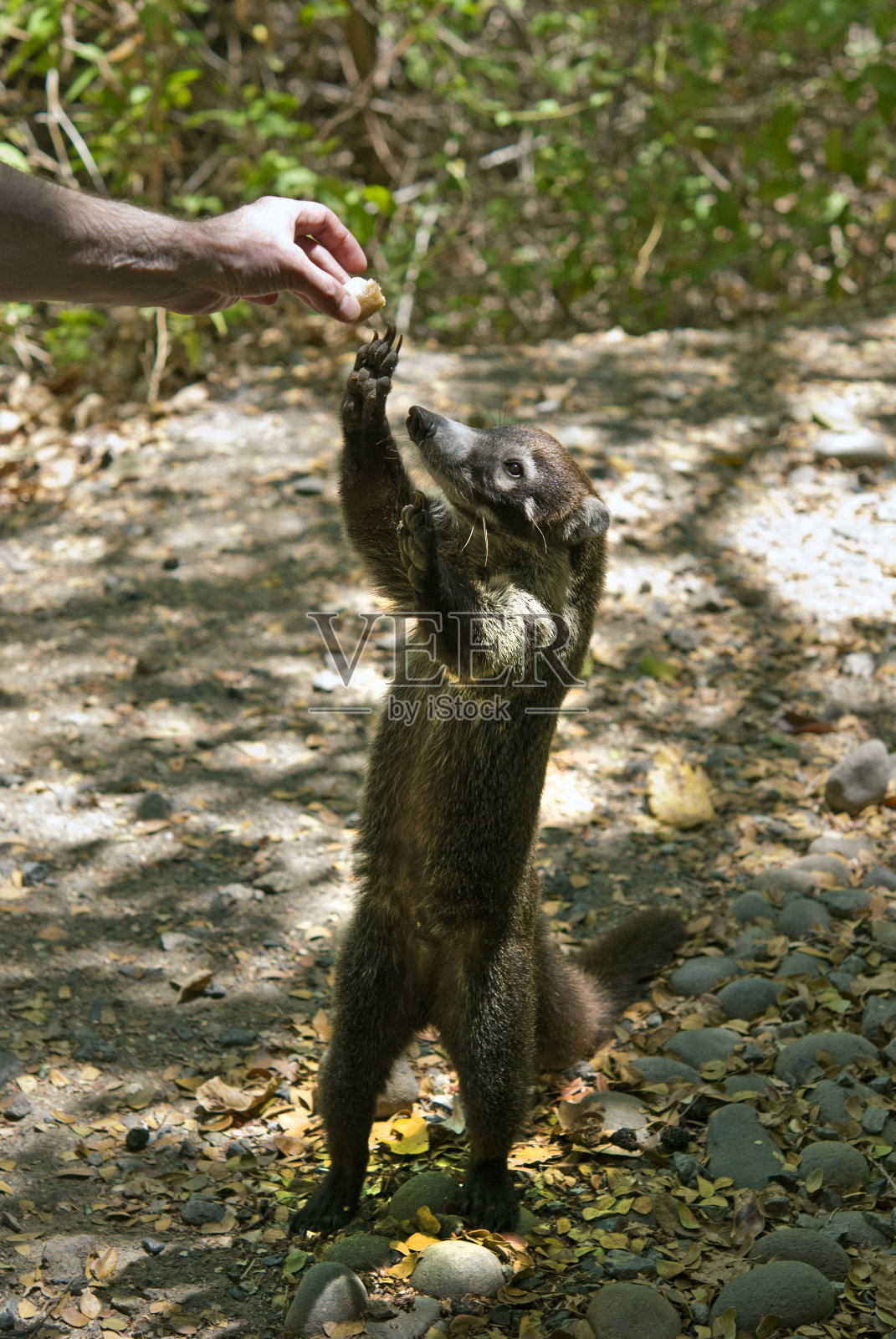 在哥斯达黎加的丛林中，一名男子正在喂养野生长鼻浣熊(Nasua narica)照片摄影图片
