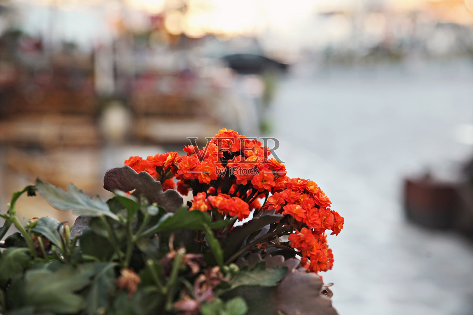 美丽的橙色花朵照片摄影图片