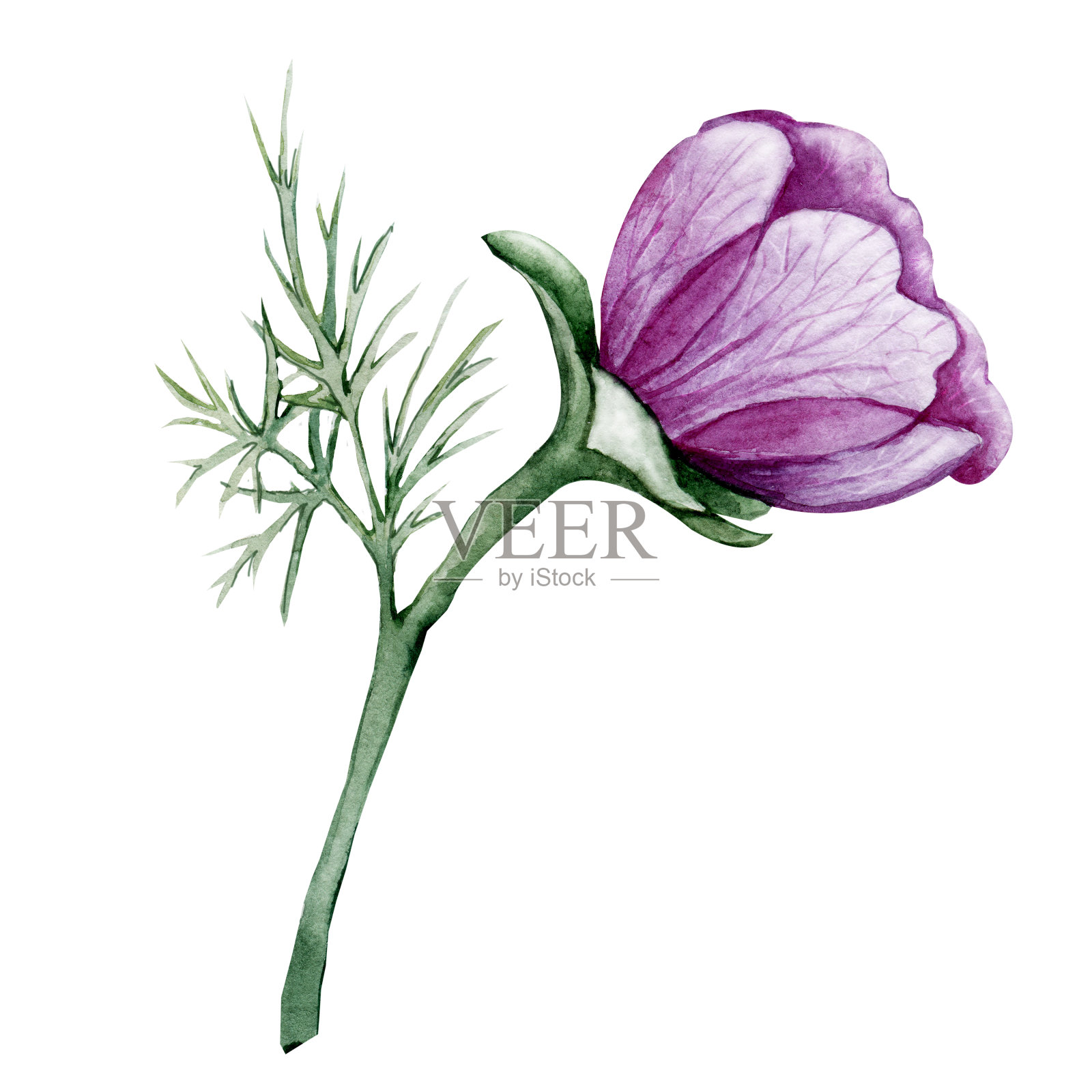 银莲花，红芽。手水彩插图孤立的白色背景。设计婚礼印刷品，请柬，祝贺，剪纸，明信片，生日插画图片素材