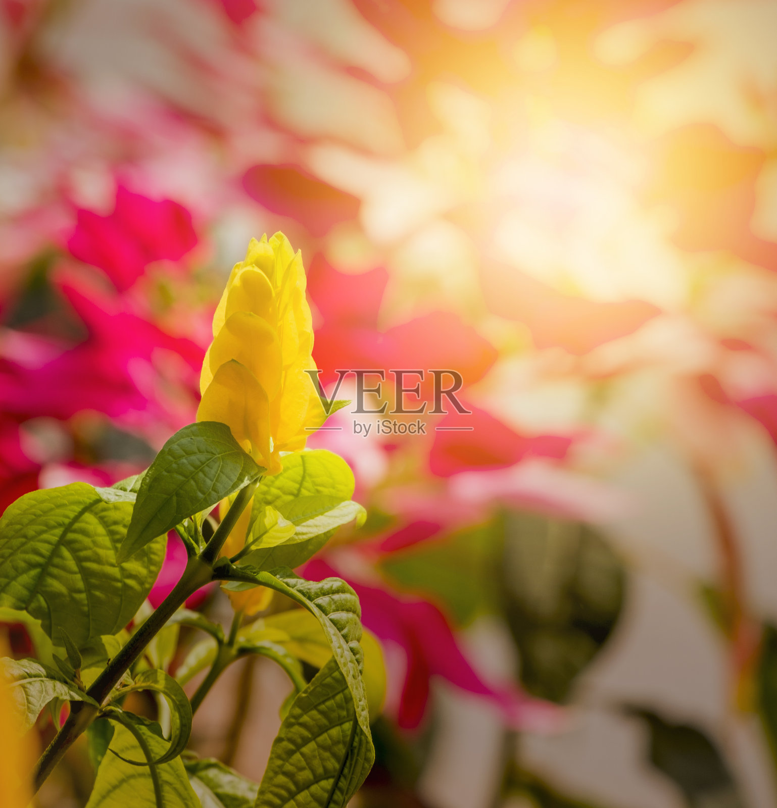 大自然中的花朵在美丽的日出和日落时是完美的自然之美。照片摄影图片