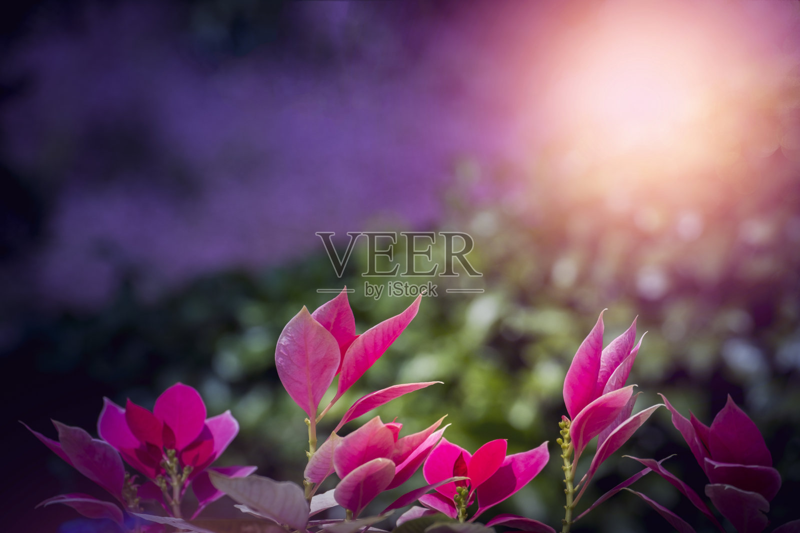 大自然中的花朵在美丽的日出和日落时是完美的自然之美。照片摄影图片