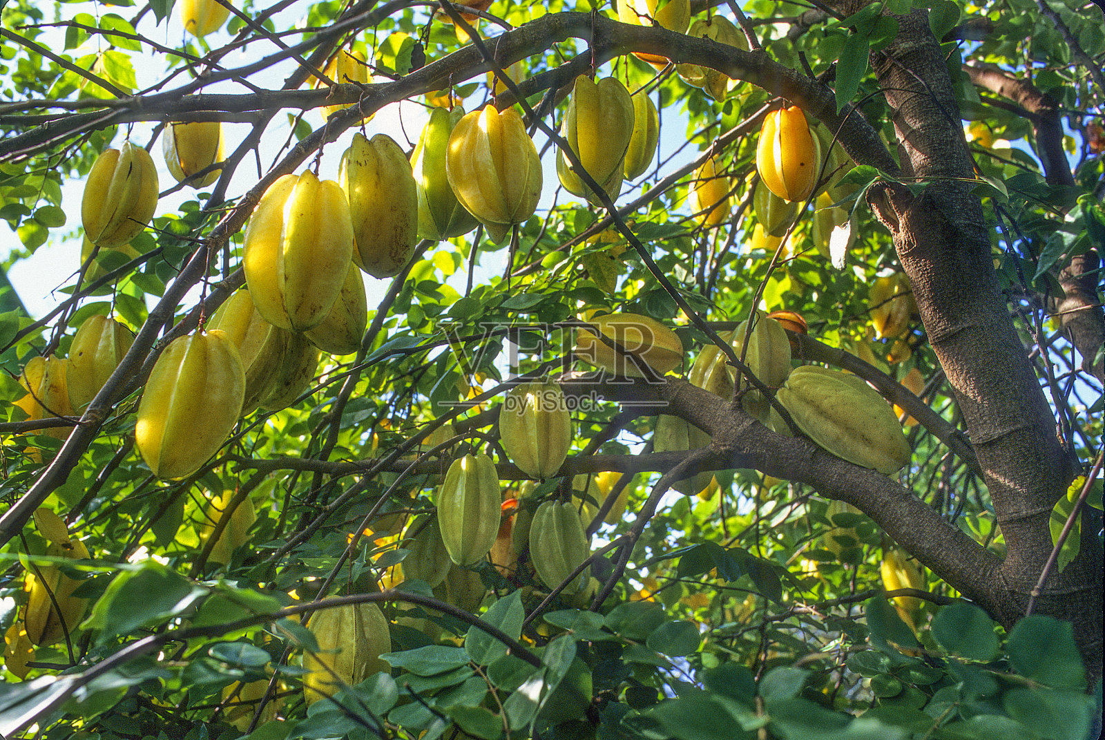 树上果实的低角度视图照片摄影图片