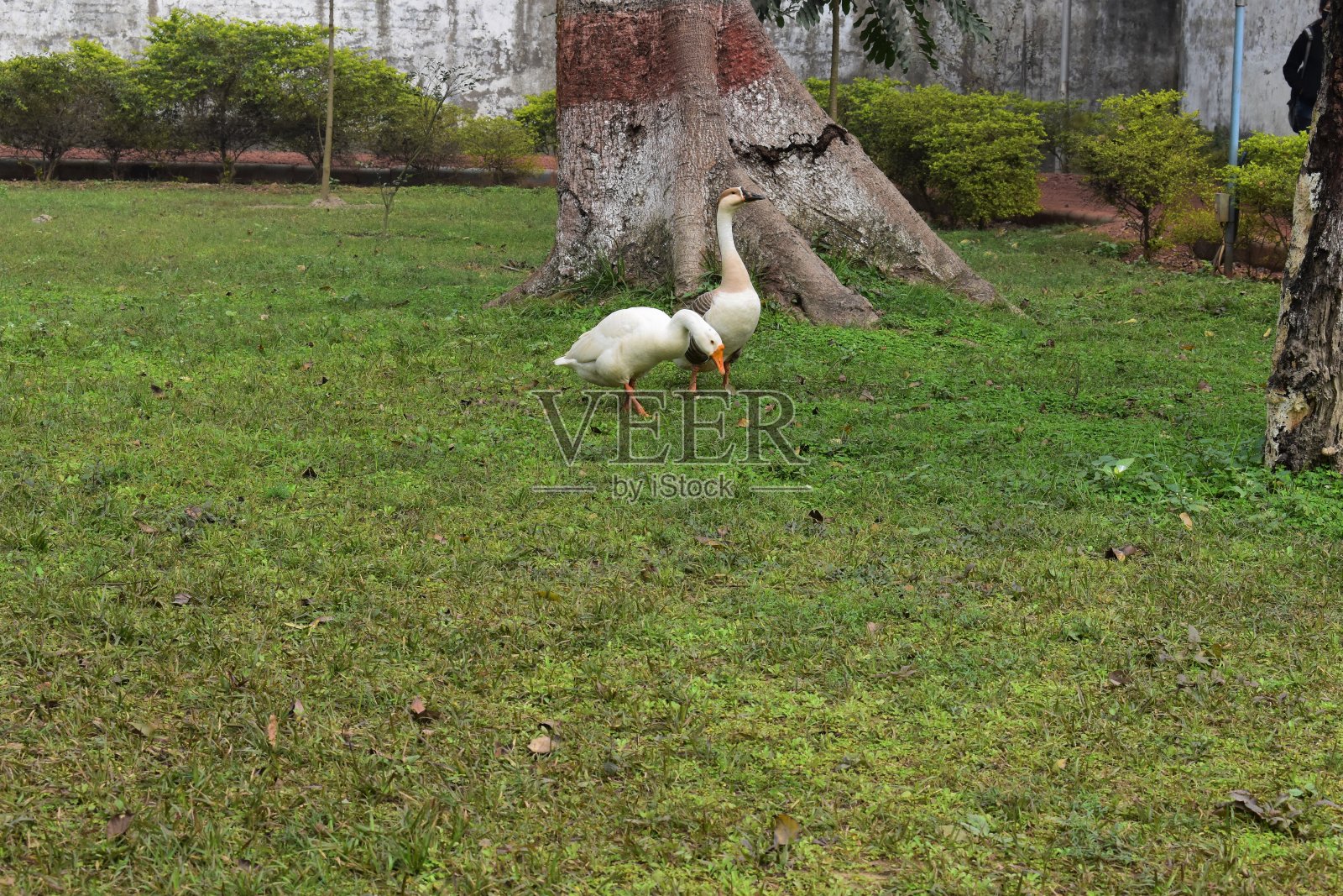 两只鸭子在公园里觅食照片摄影图片