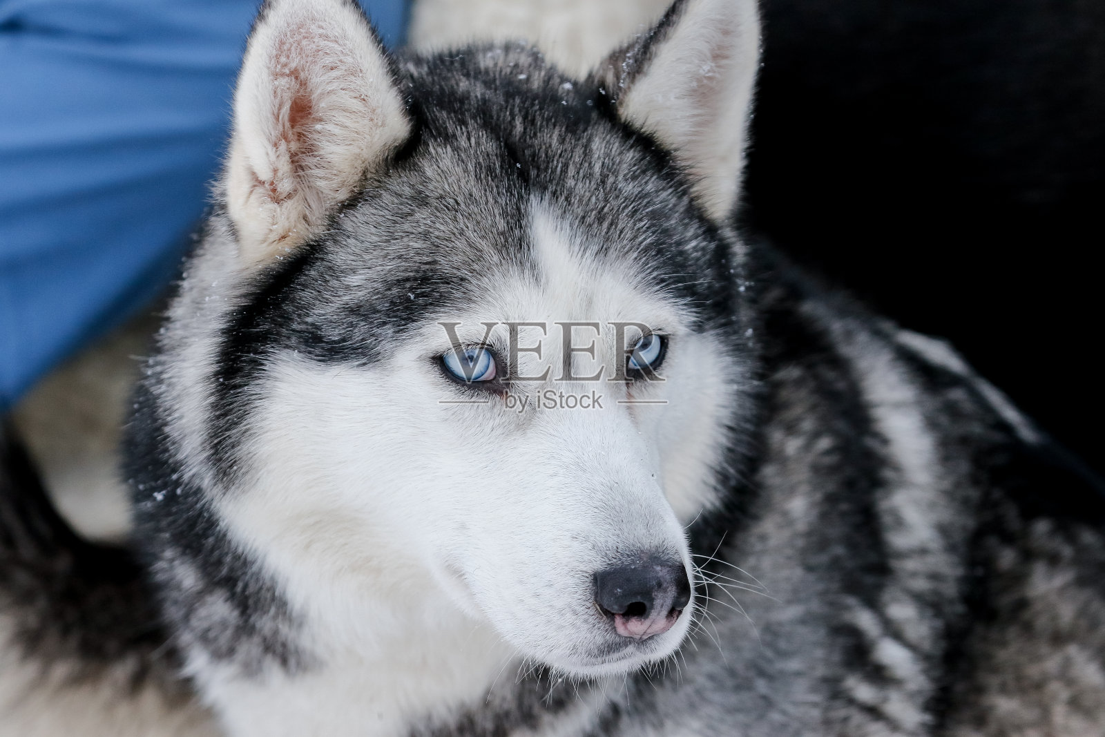 西伯利亚哈士奇的肖像，友谊地久天长照片摄影图片