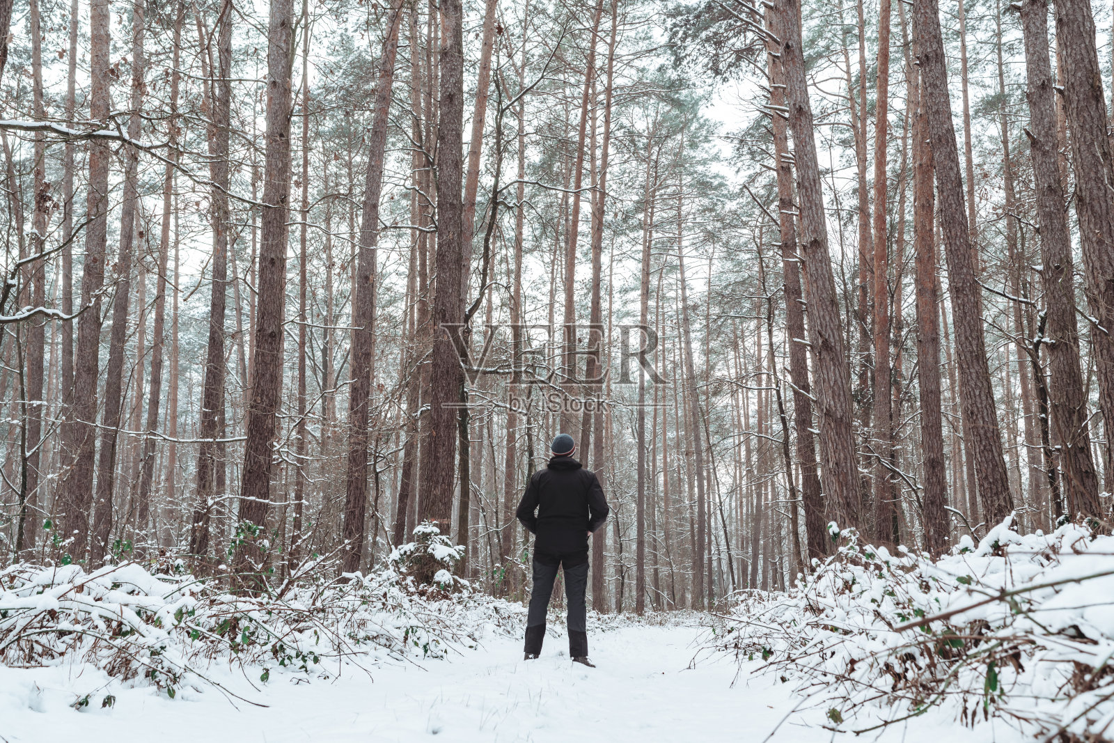 在松林中间的路上有个人照片摄影图片