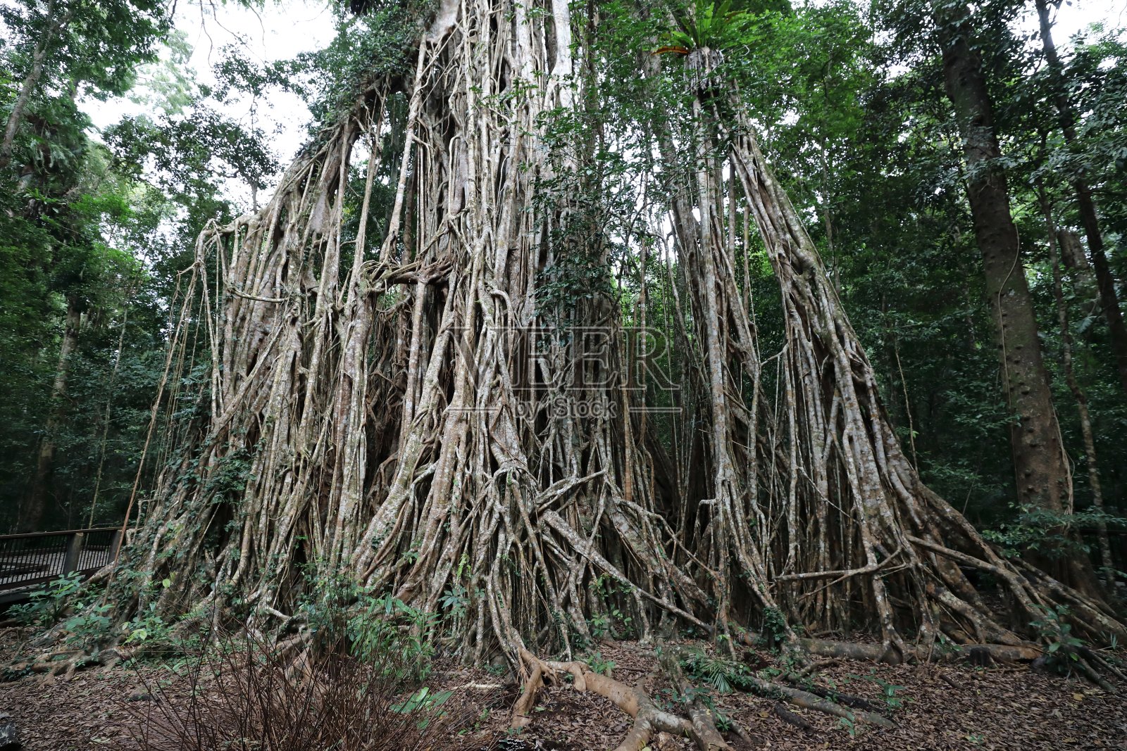 仰望澳大利亚昆士兰阿瑟顿高地上巨大的大教堂无花果树照片摄影图片