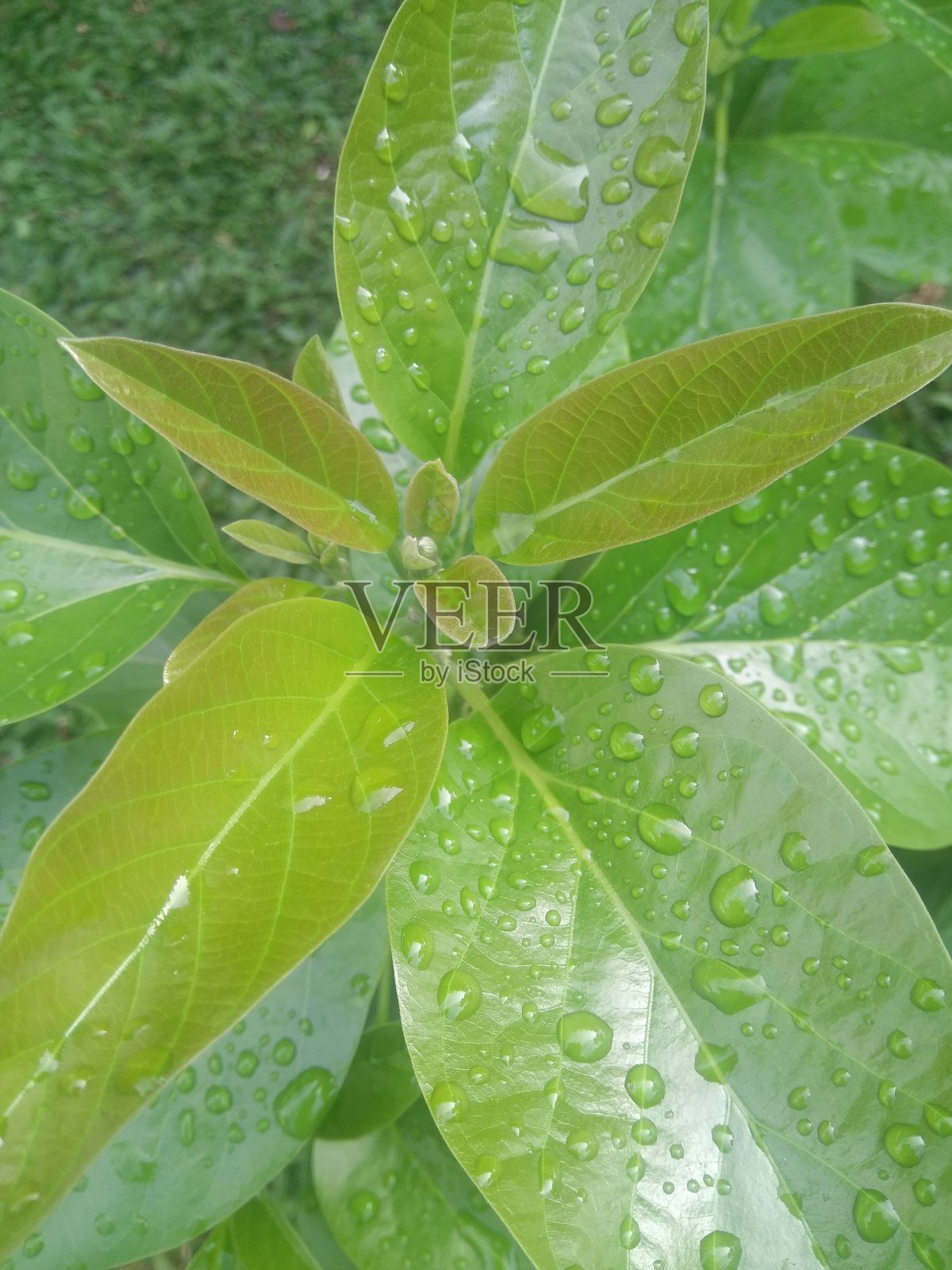 道恩阿尔普卡特照片摄影图片