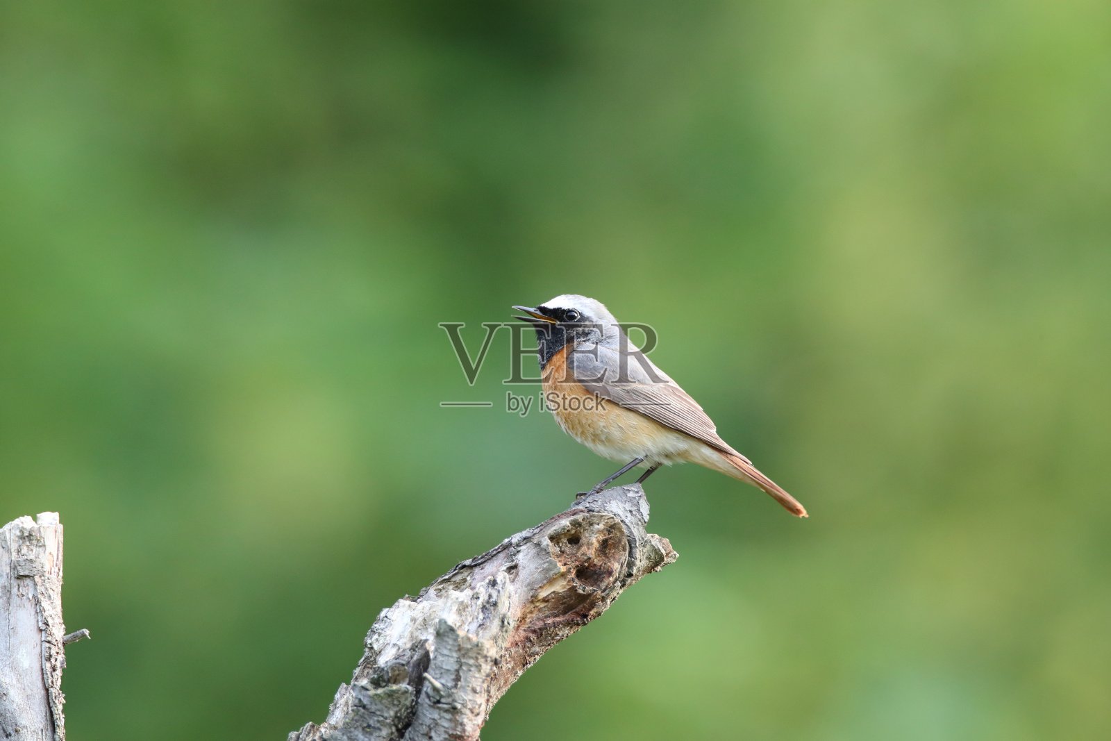 红杏树照片摄影图片