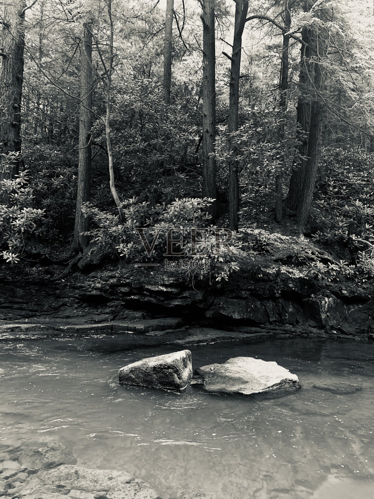 森林深处，宾夕法尼亚州的月桂高地照片摄影图片