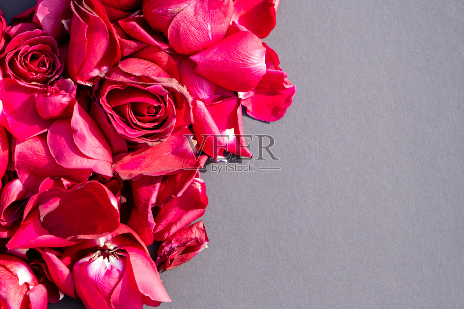 浪漫的红玫瑰叶子。照片摄影图片