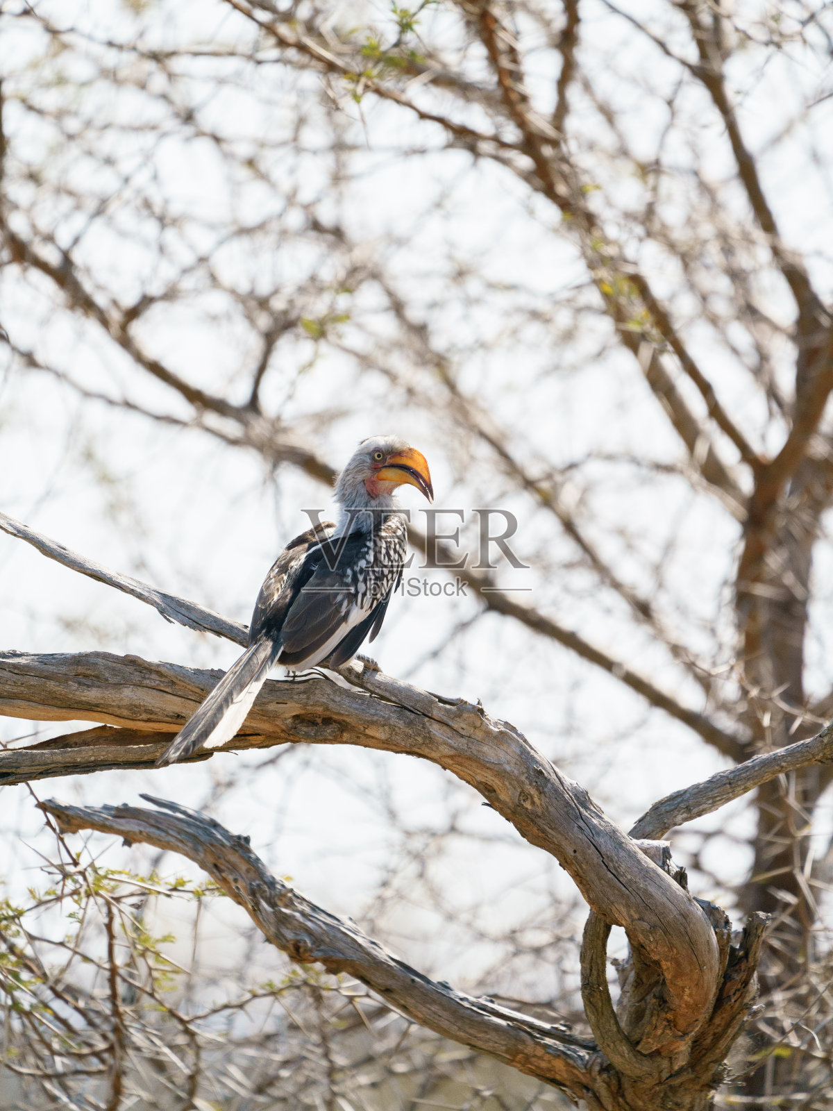 黄宣传犀鸟照片摄影图片