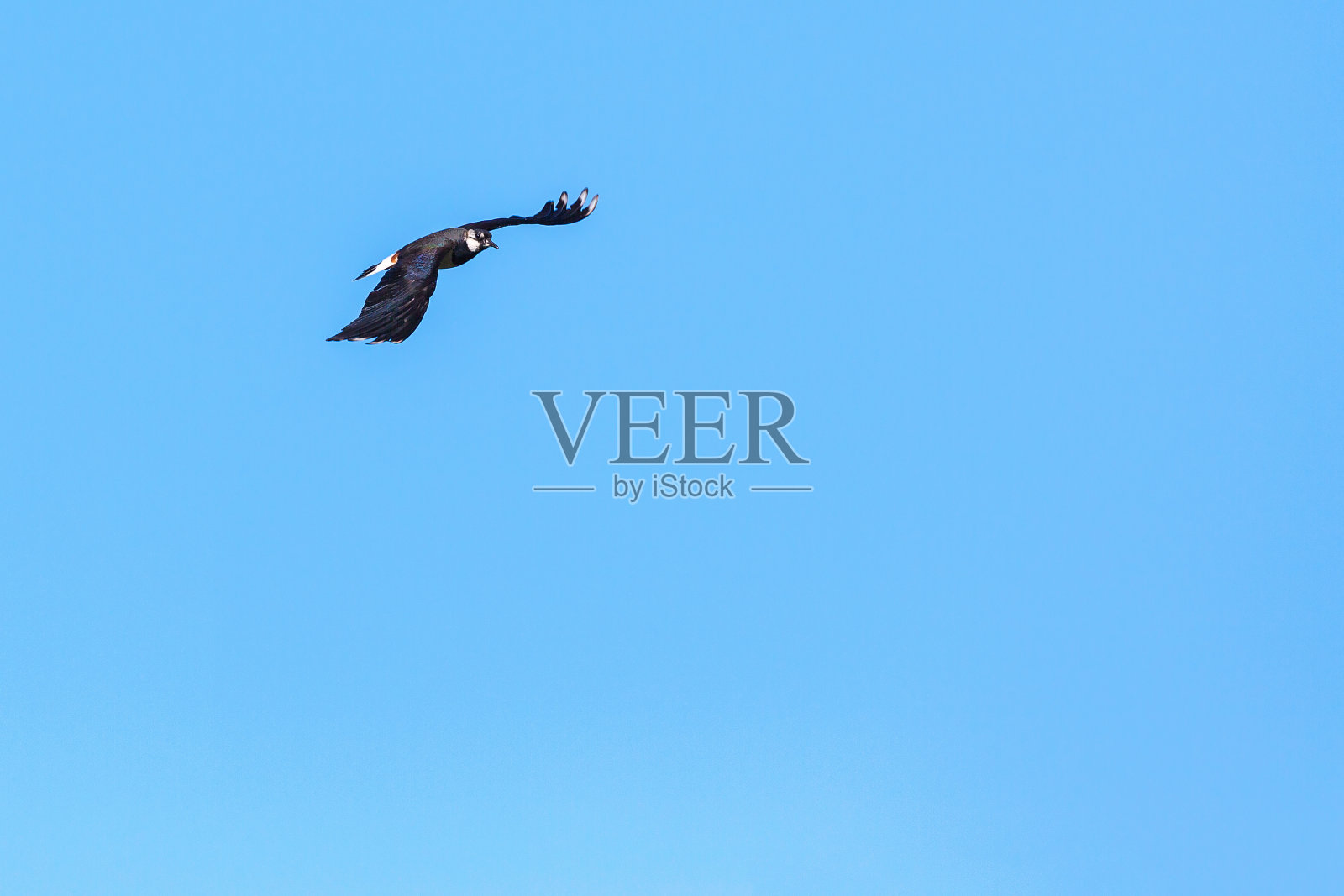 田凫在天空中飞翔照片摄影图片