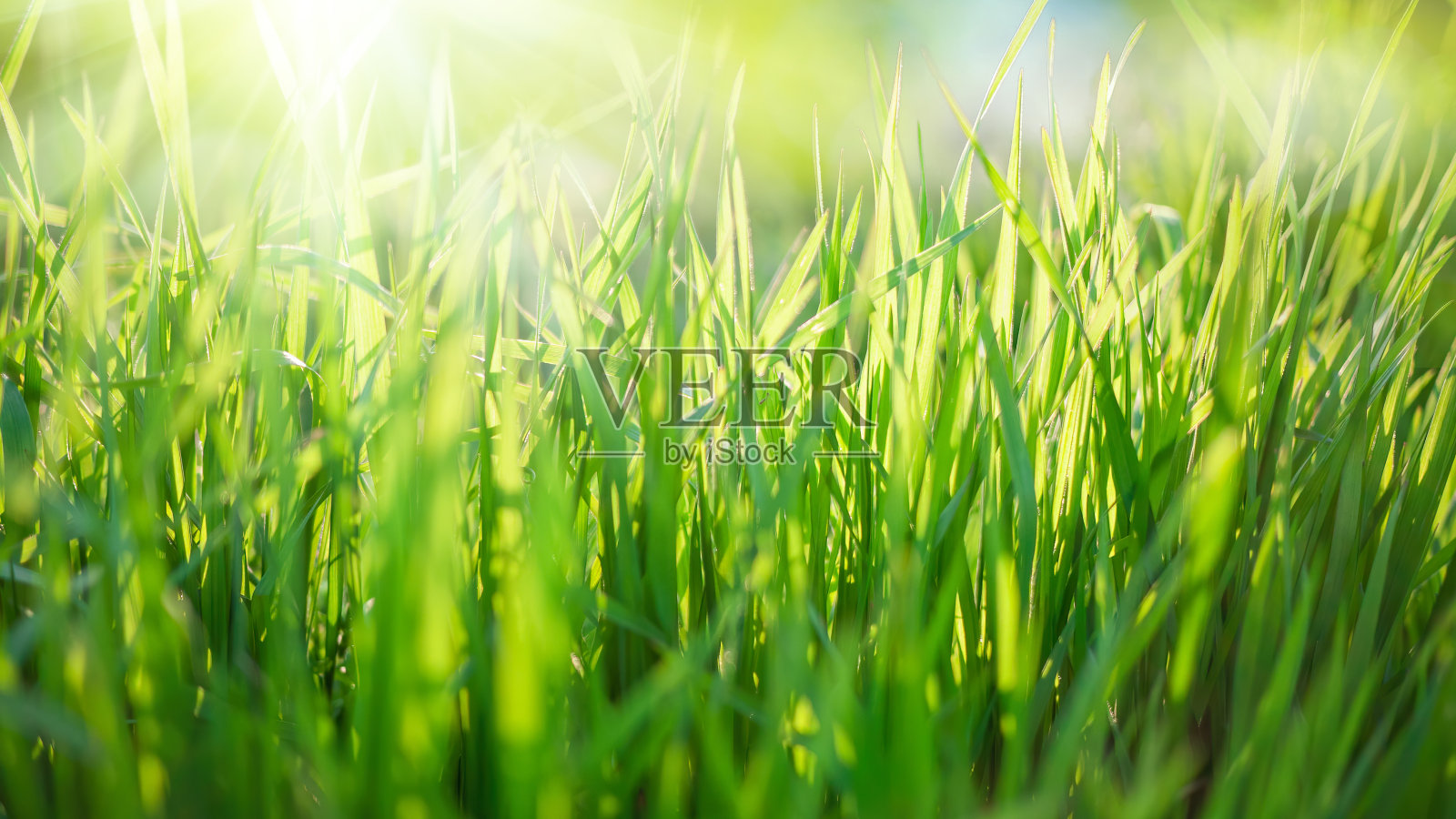 以绿草和阳光为背景的大自然照片摄影图片