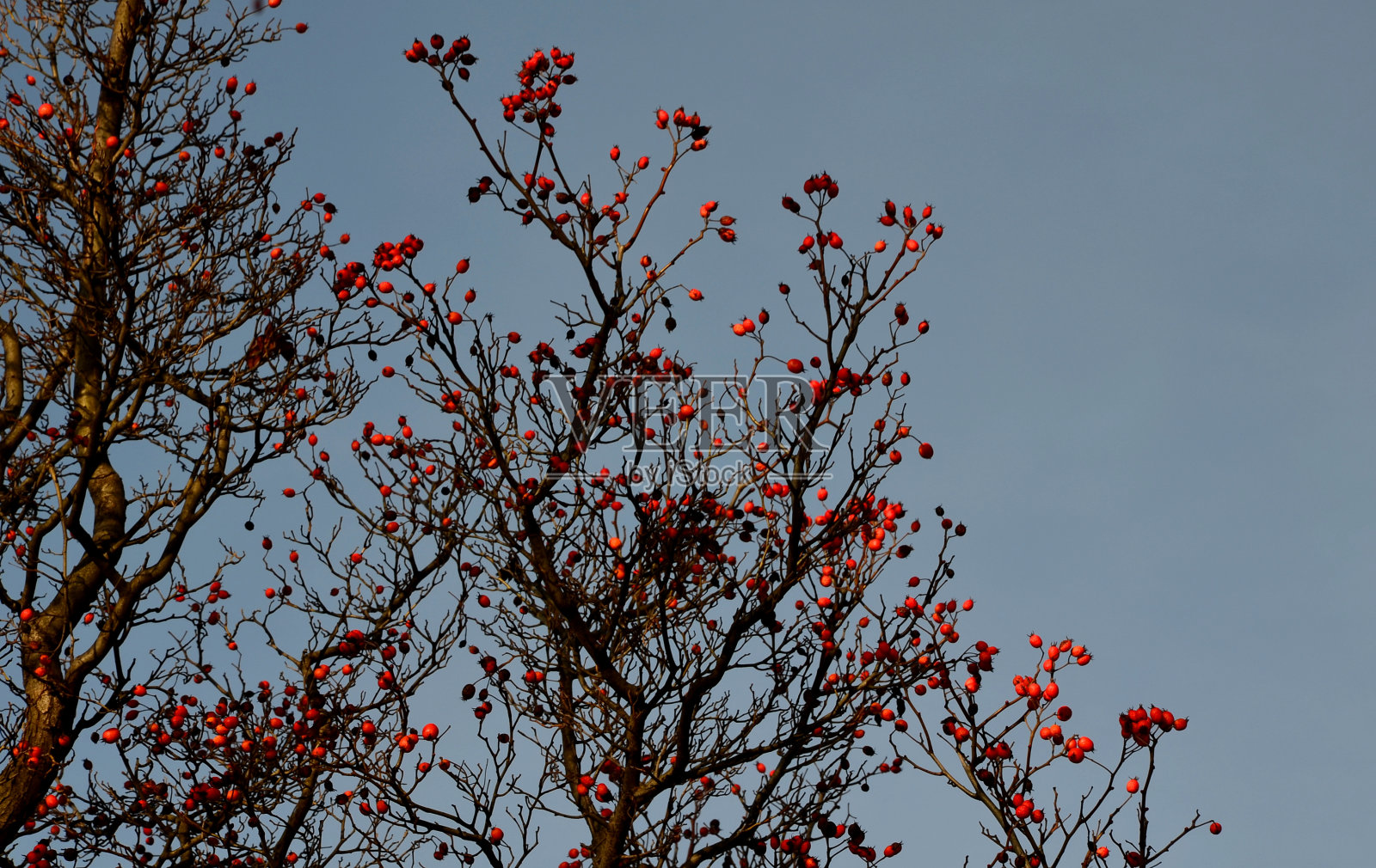它从5月到6月开花，花从白色到粉红色。到了10月，红色的石竹在里面成熟，像一块坚硬的石头。它闻起来有强烈的杏仁味。照片摄影图片