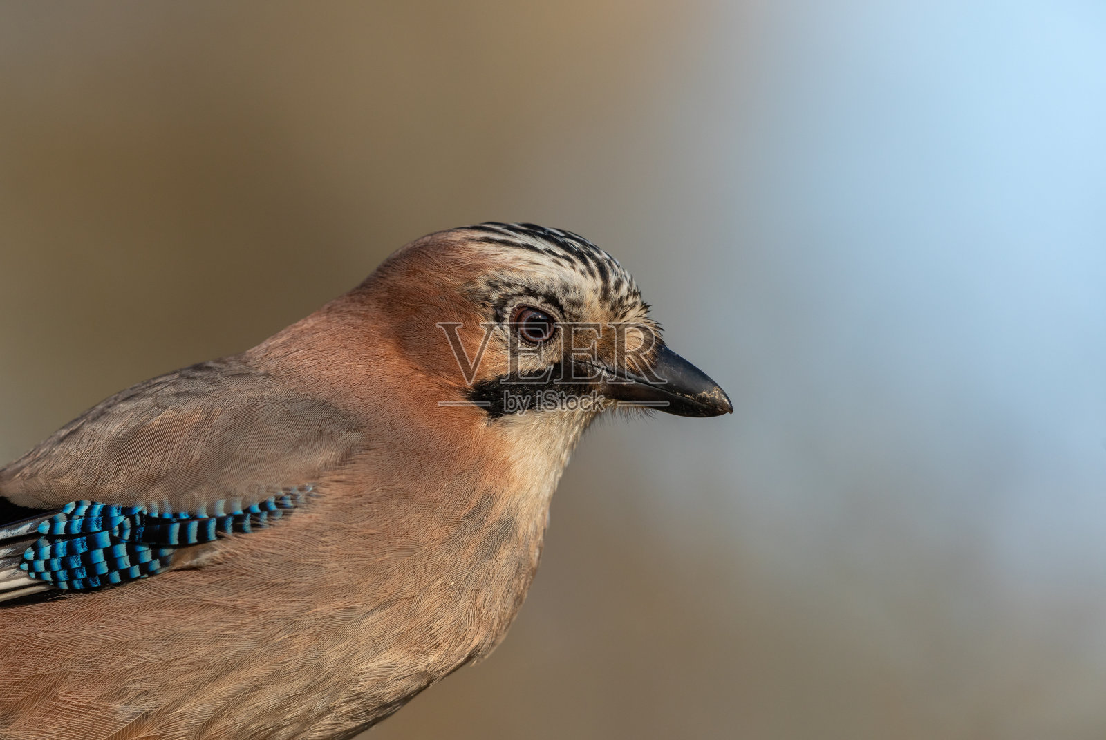 欧亚杰照片摄影图片
