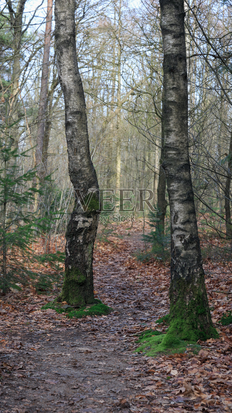 冬天，白桦树生长在森林小径的两旁照片摄影图片