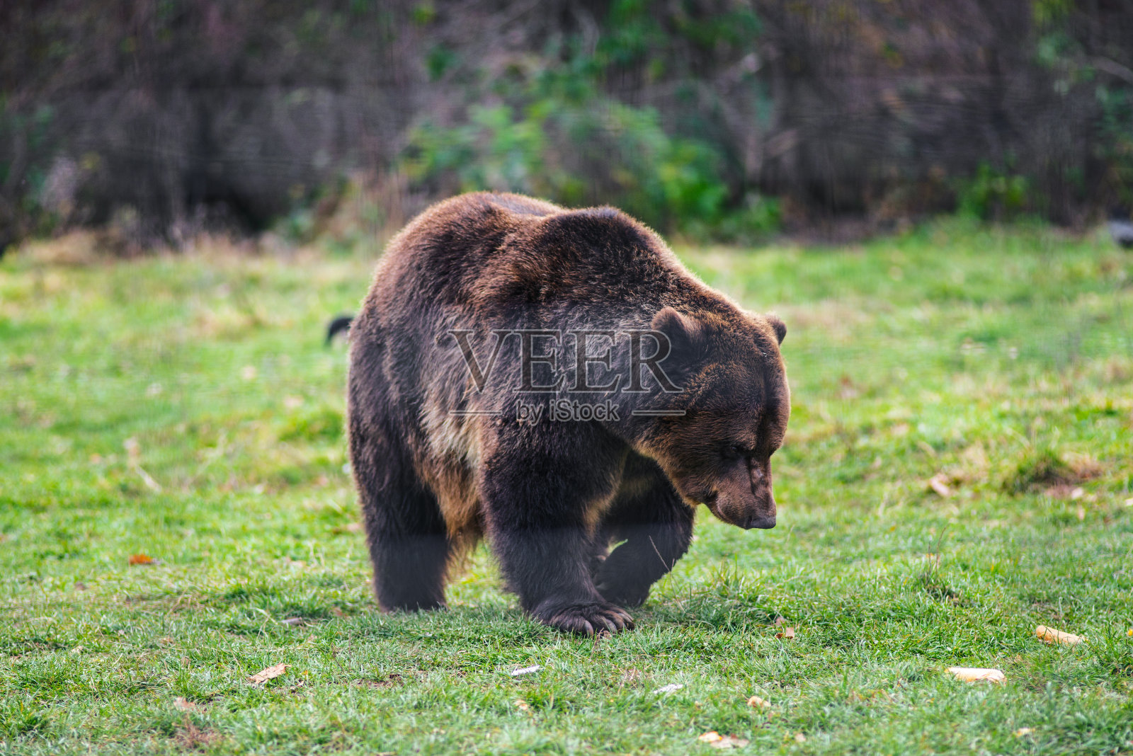 正在寻找食物的野生喀尔巴阡棕熊。动物的生活方式。照片摄影图片