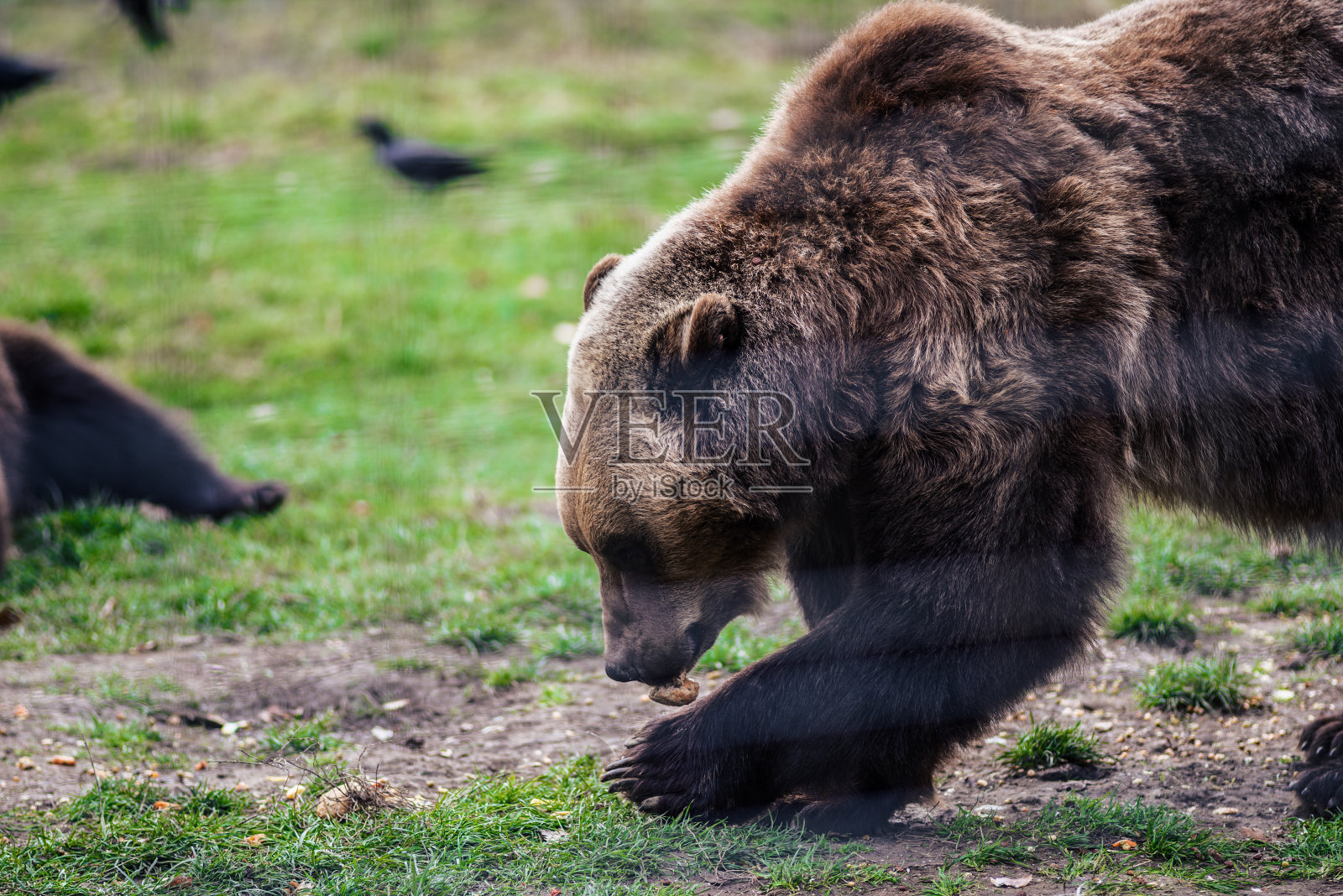 正在寻找食物的野生喀尔巴阡棕熊。动物的生活方式。照片摄影图片