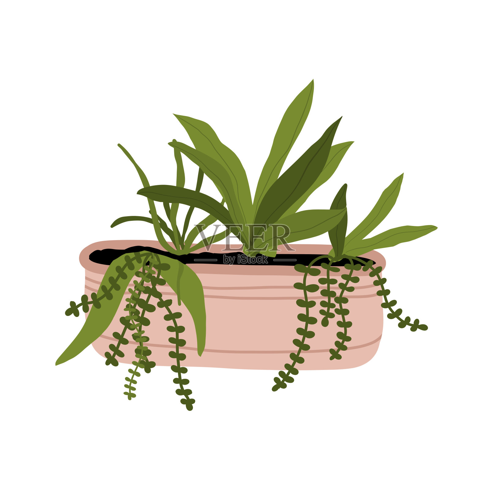 盆栽盆栽，手绘插画。多肉植物和室内植物。插画图片素材