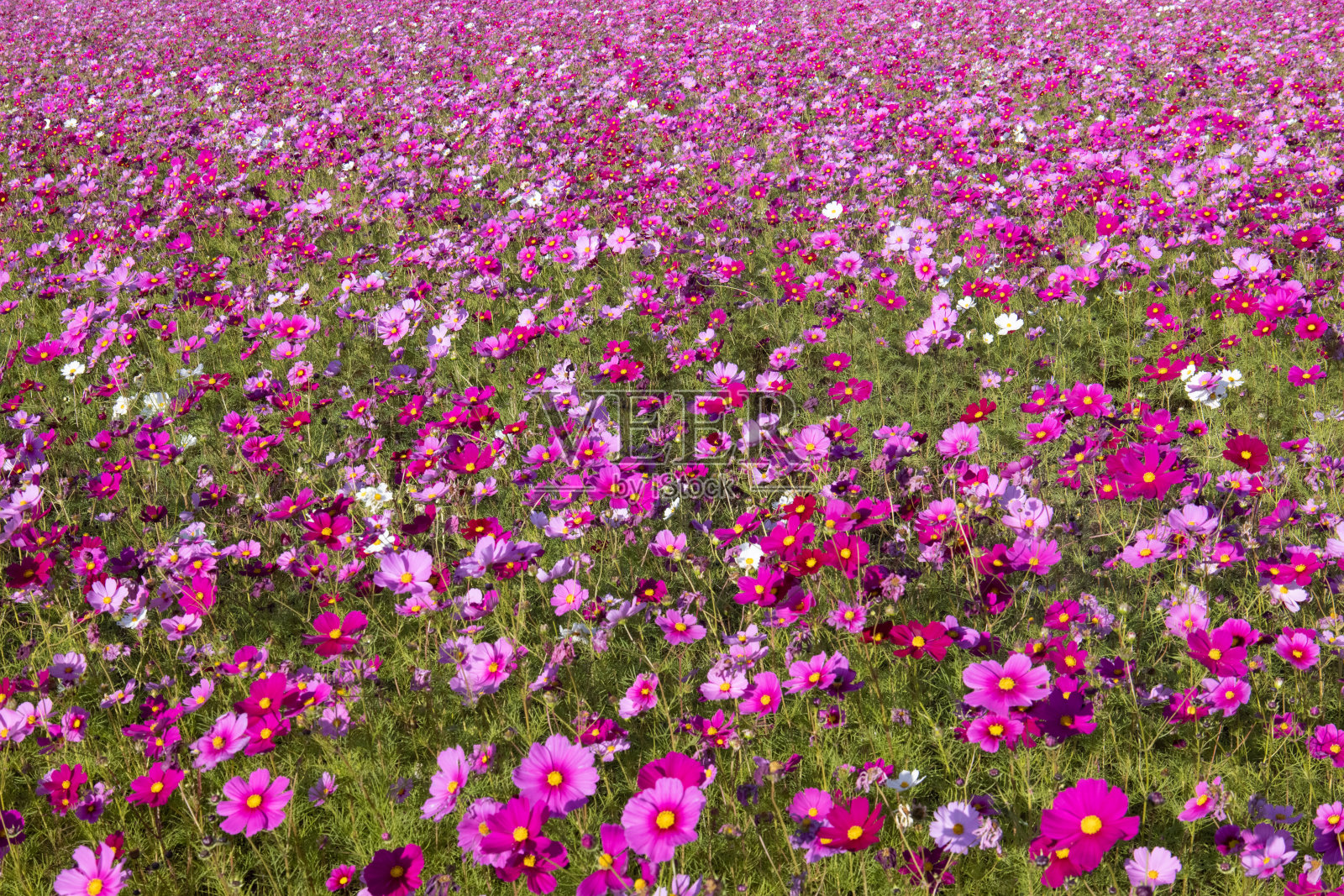 日本宇宙的花田照片摄影图片