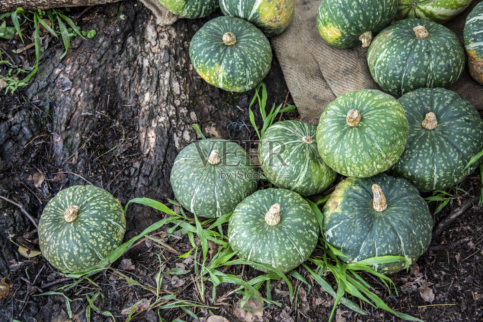 小南瓜准备准备食物。照片摄影图片